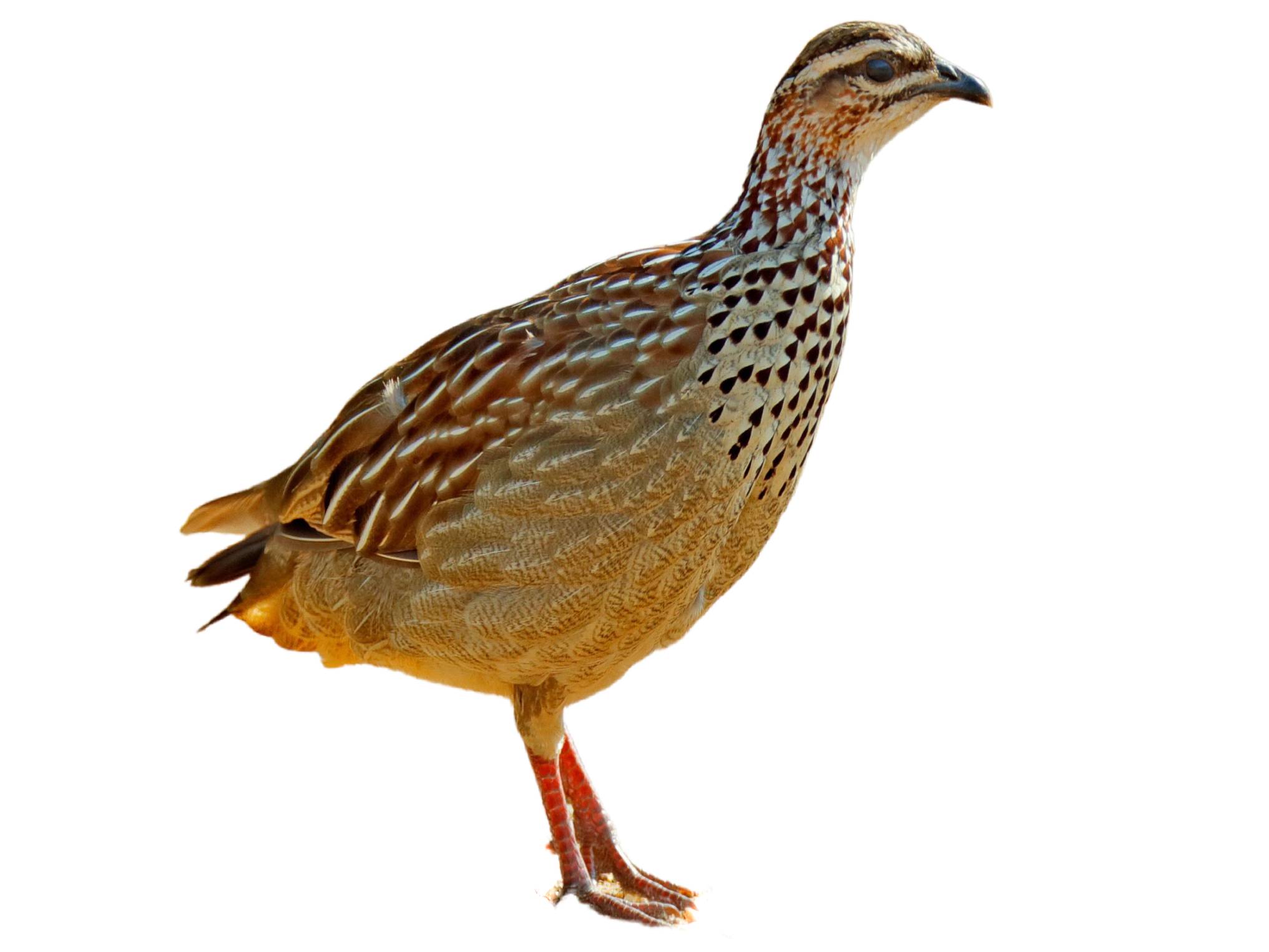 A photo of a Crested Francolin (Ortygornis sephaena)