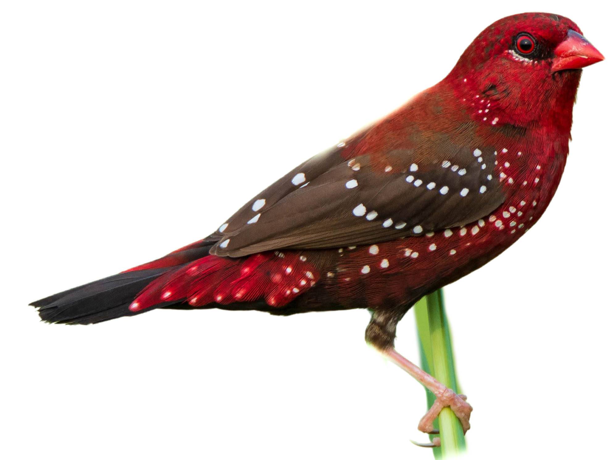 A photo of a Red Avadavat (Amandava amandava), male