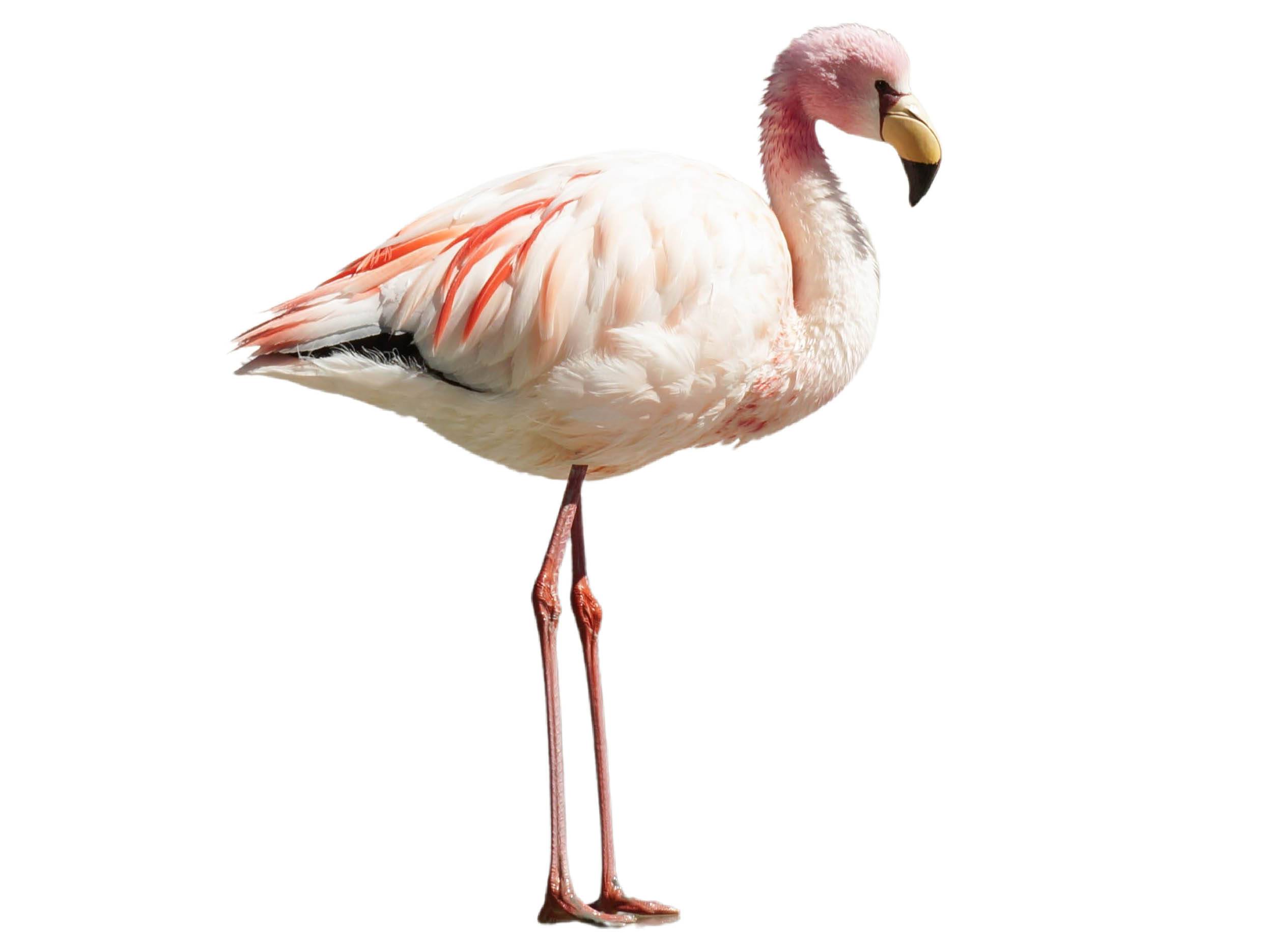 A photo of a James's Flamingo (Phoenicoparrus jamesi)