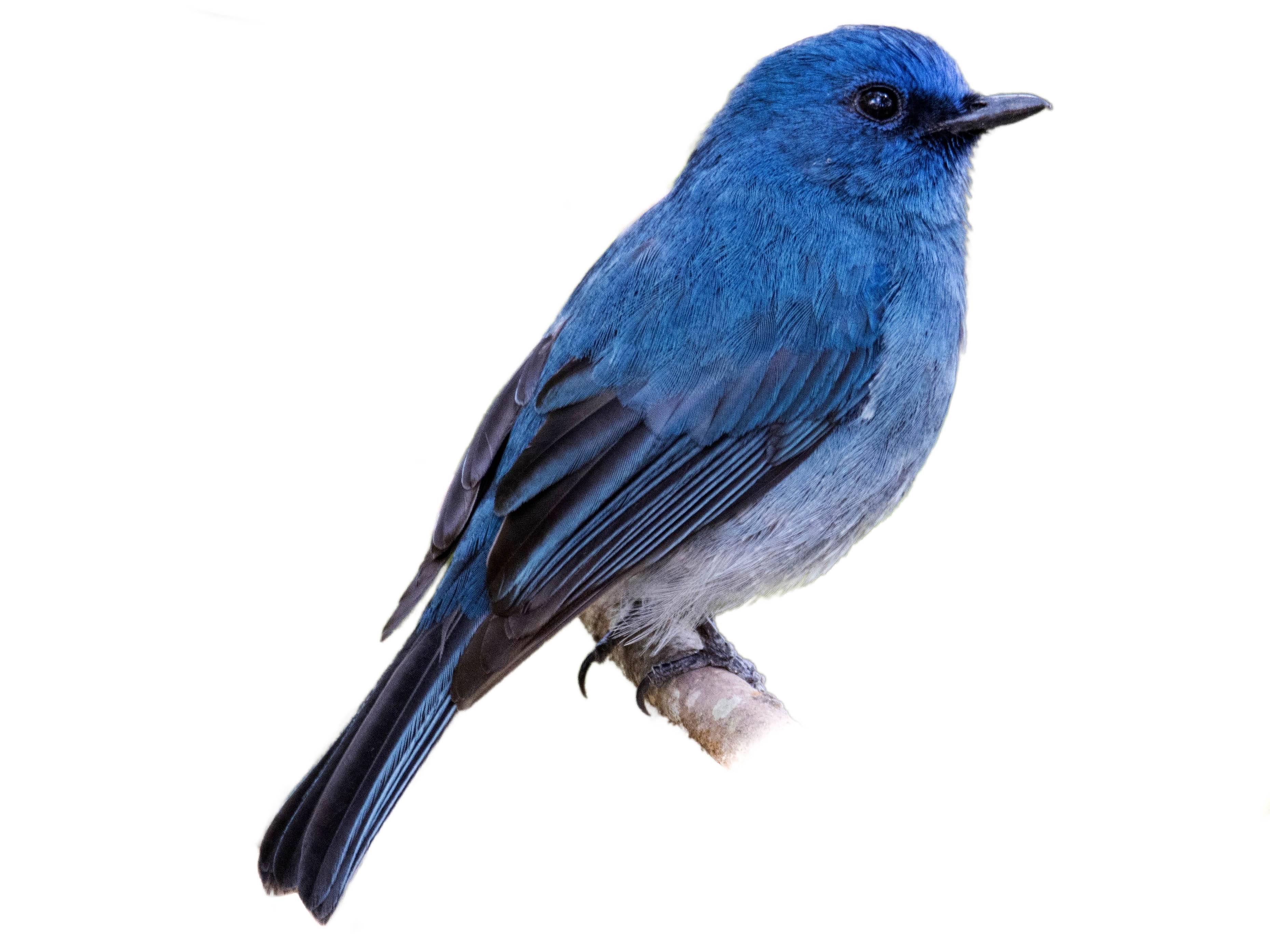 A photo of a Nilgiri Flycatcher (Eumyias albicaudatus), male