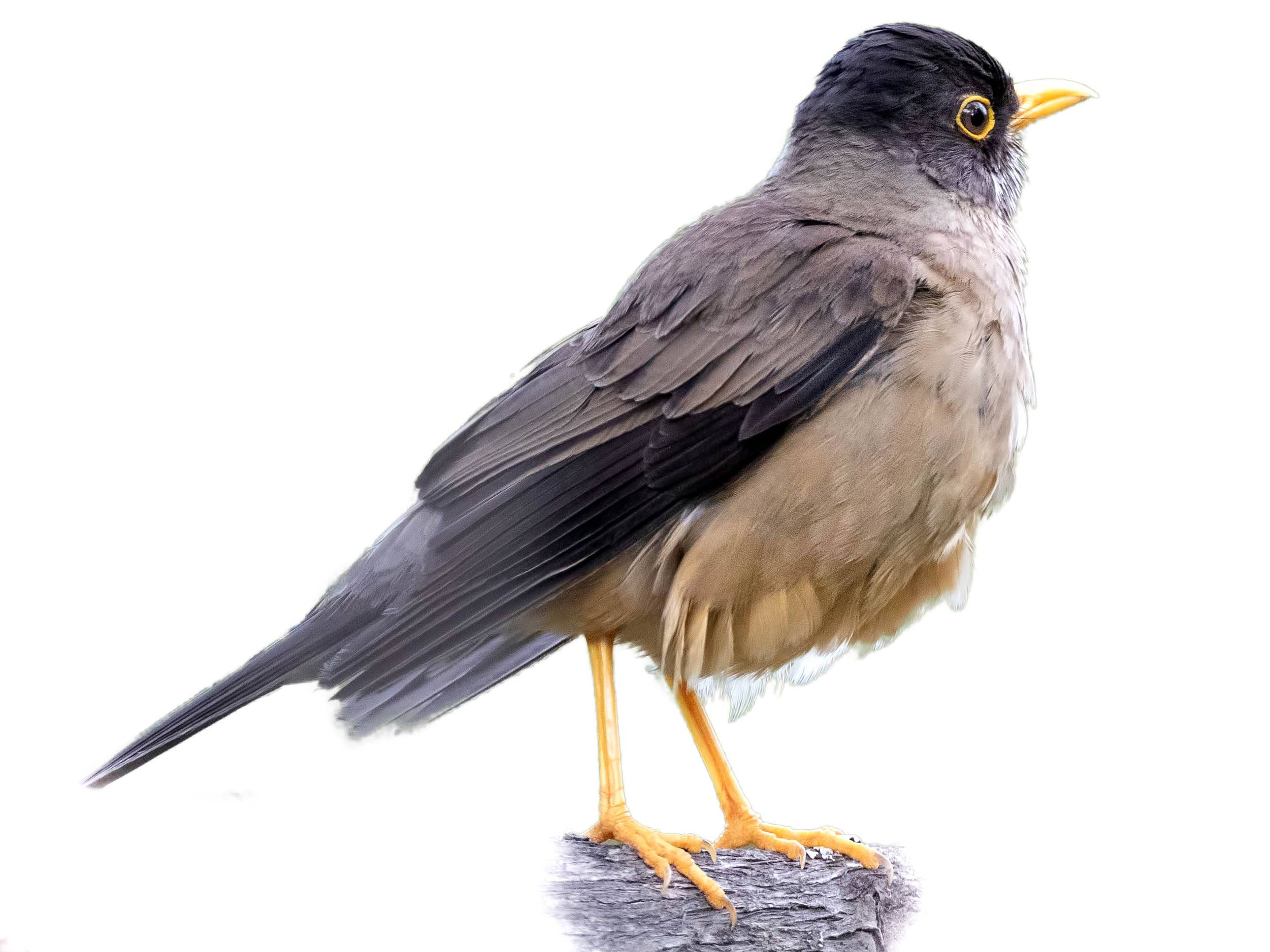 A photo of a Austral Thrush (Turdus falcklandii)