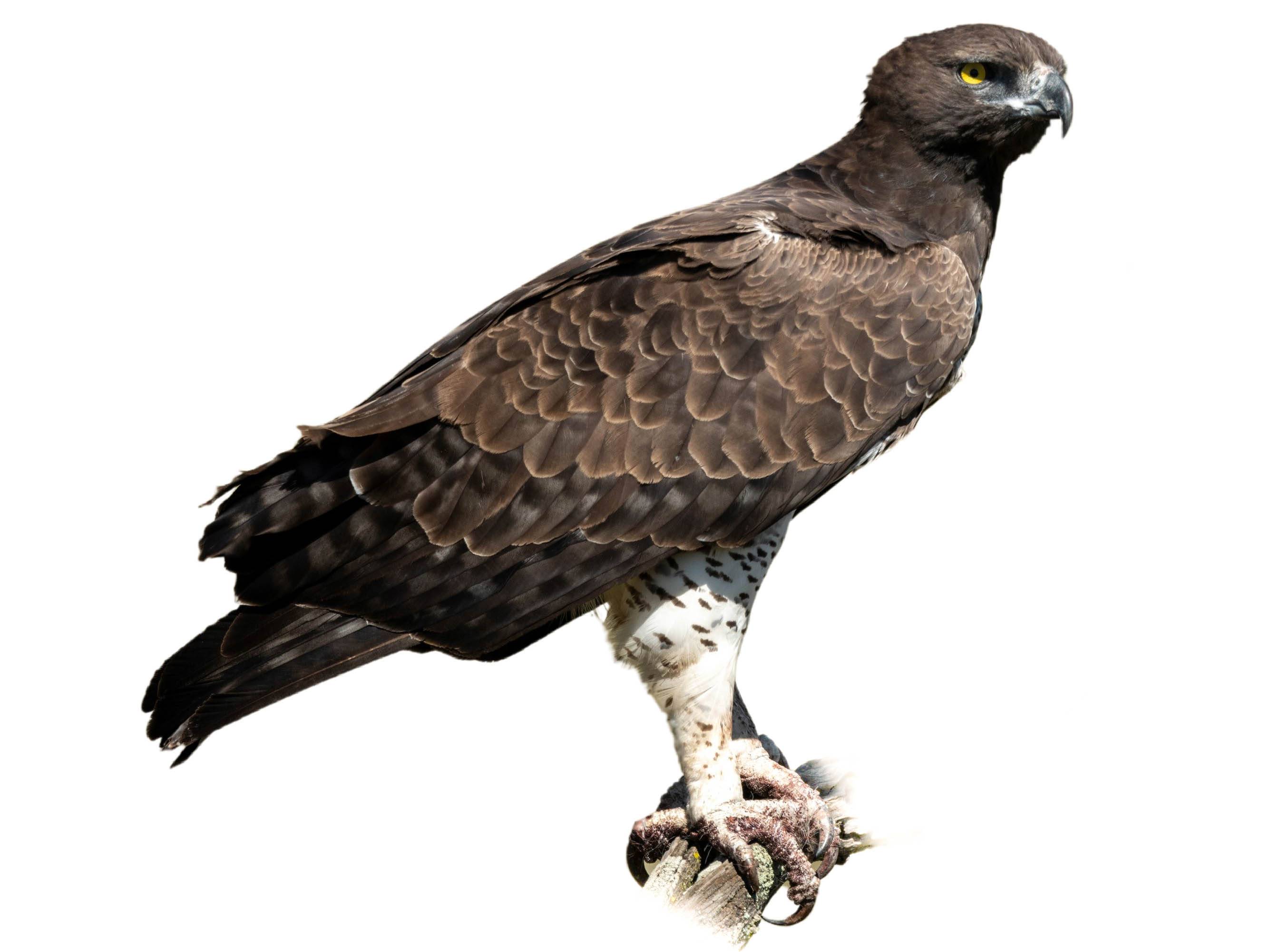 A photo of a Martial Eagle (Polemaetus bellicosus)