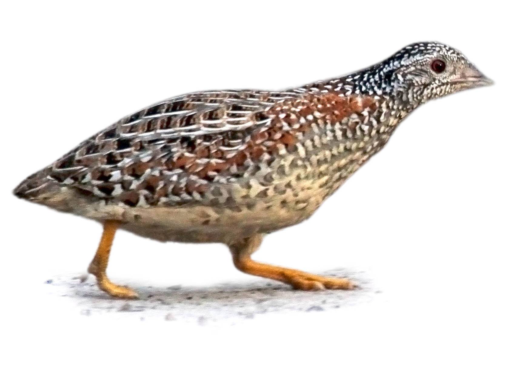 A photo of a Painted Buttonquail (Turnix varius)