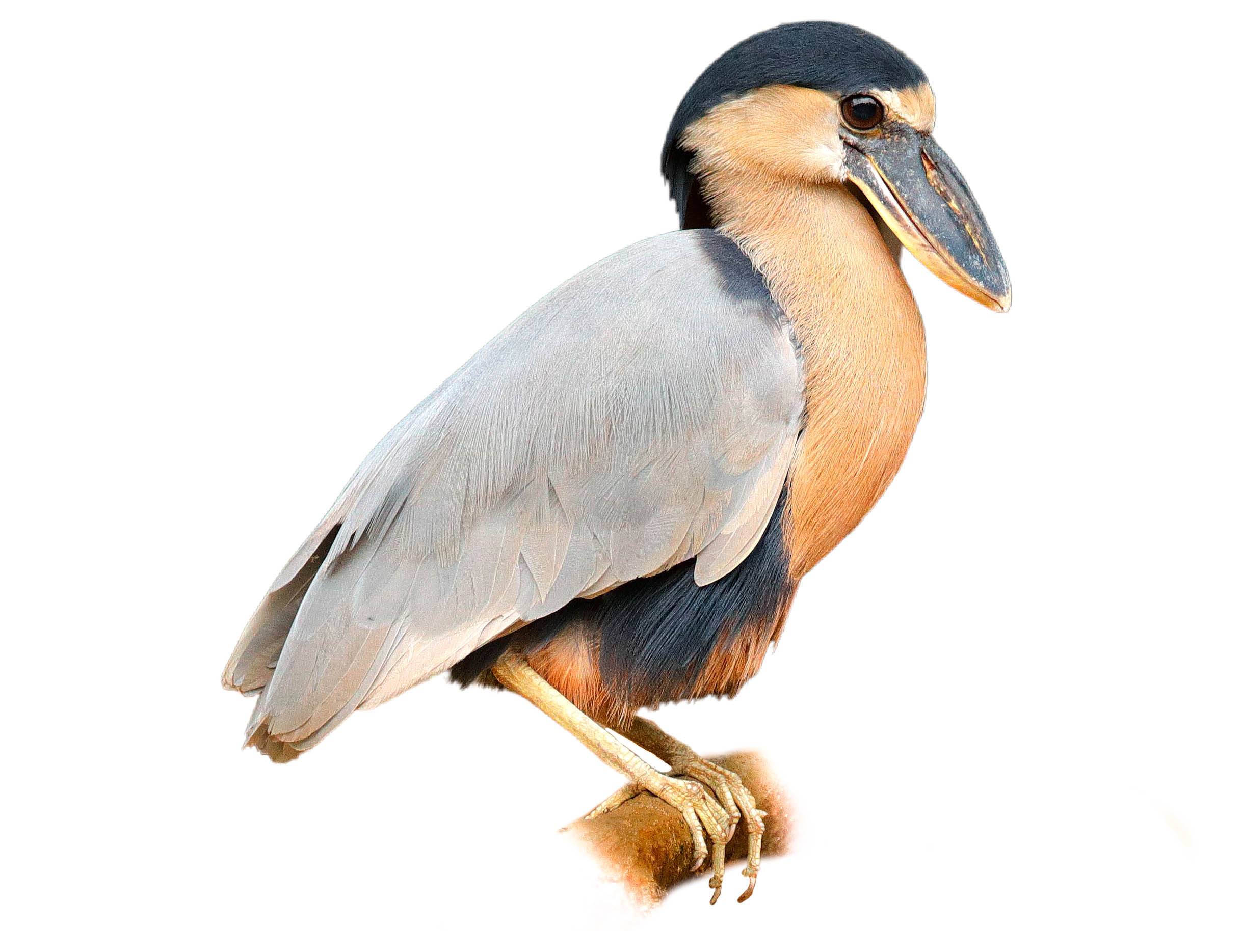 A photo of a Boat-billed Heron (Cochlearius cochlearius)