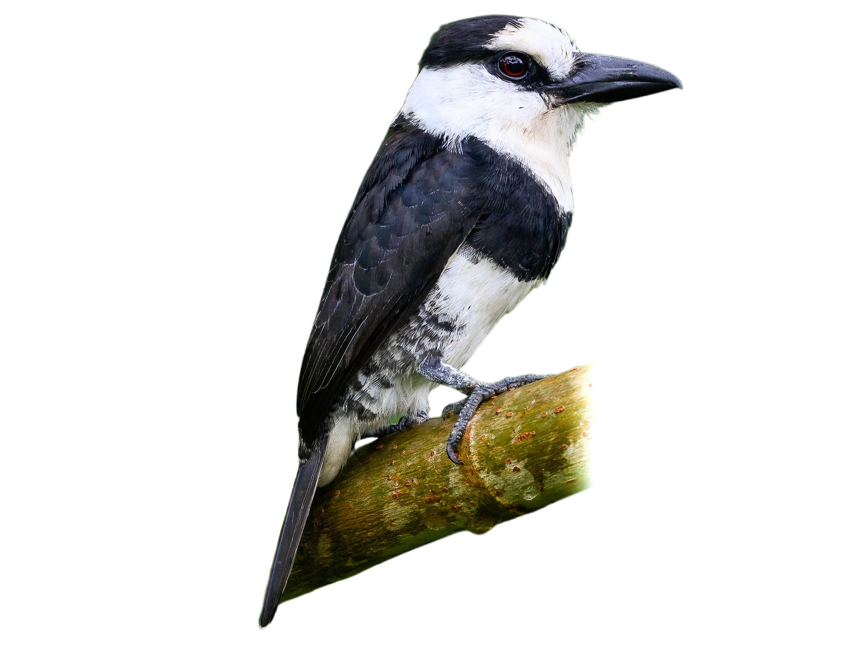 A photo of a White-necked Puffbird (Notharchus hyperrhynchus)