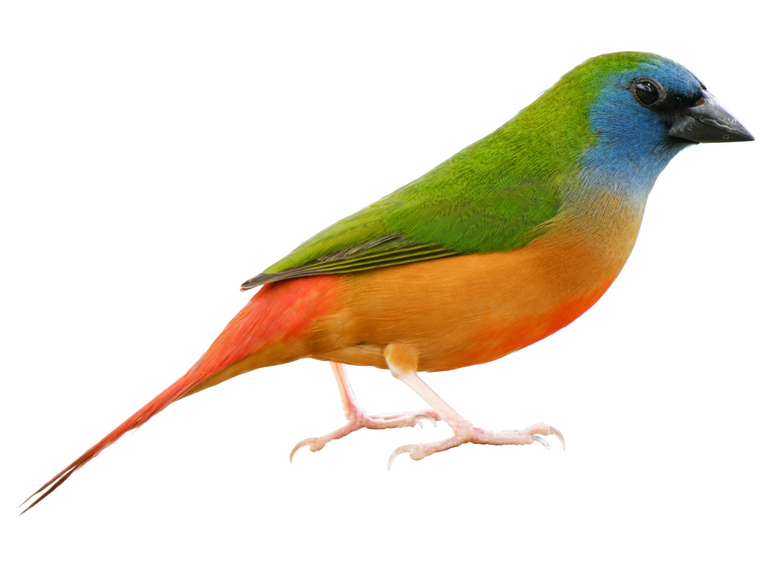 A photo of a Pin-tailed Parrotfinch (Erythrura prasina), male