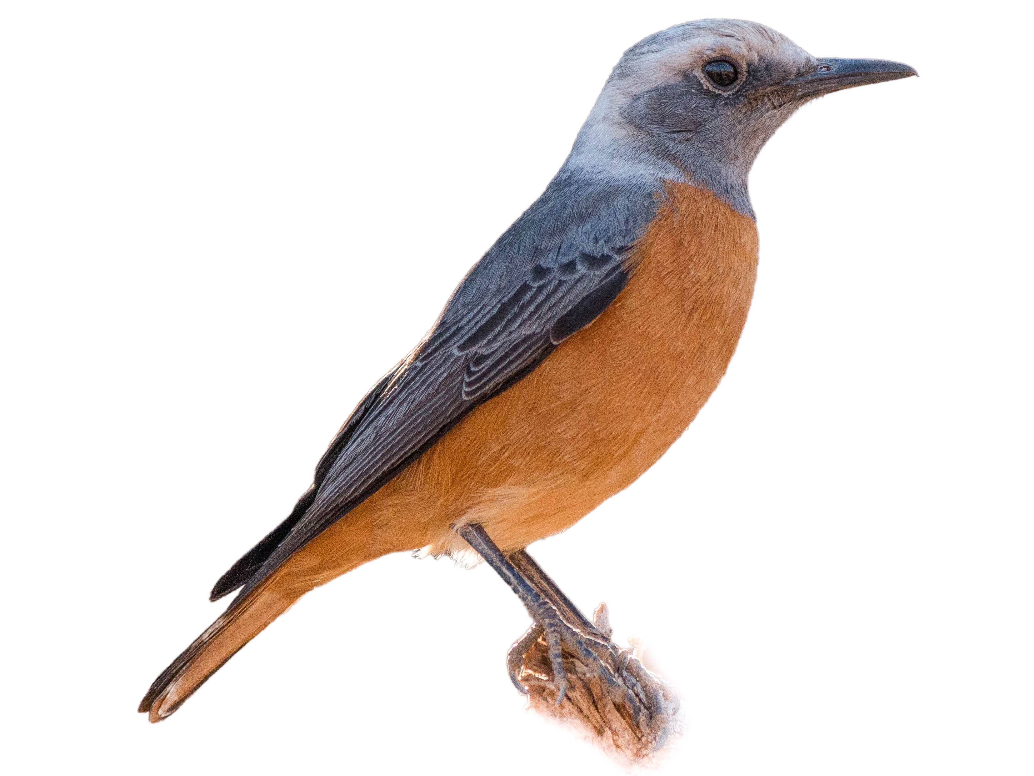 A photo of a Short-toed Rock-Thrush (Monticola brevipes), male