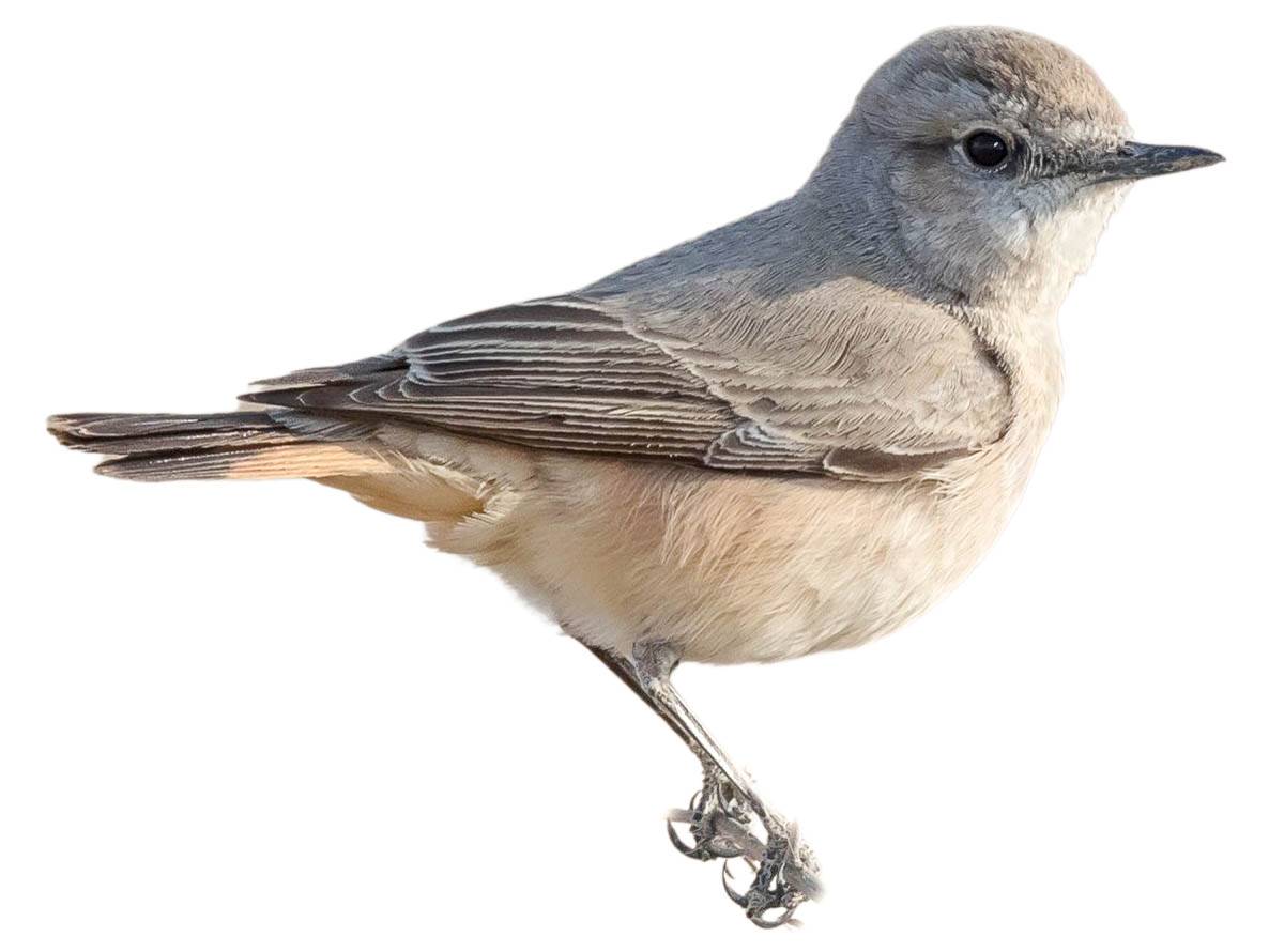 A photo of a Red-tailed Wheatear (Oenanthe chrysopygia)