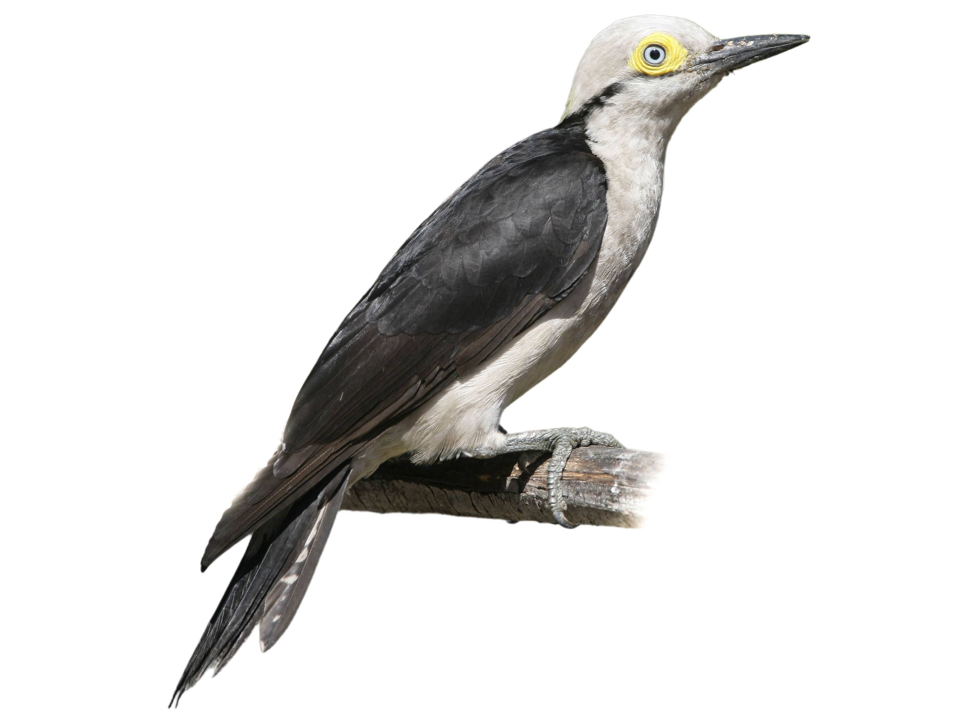 A photo of a White Woodpecker (Melanerpes candidus)