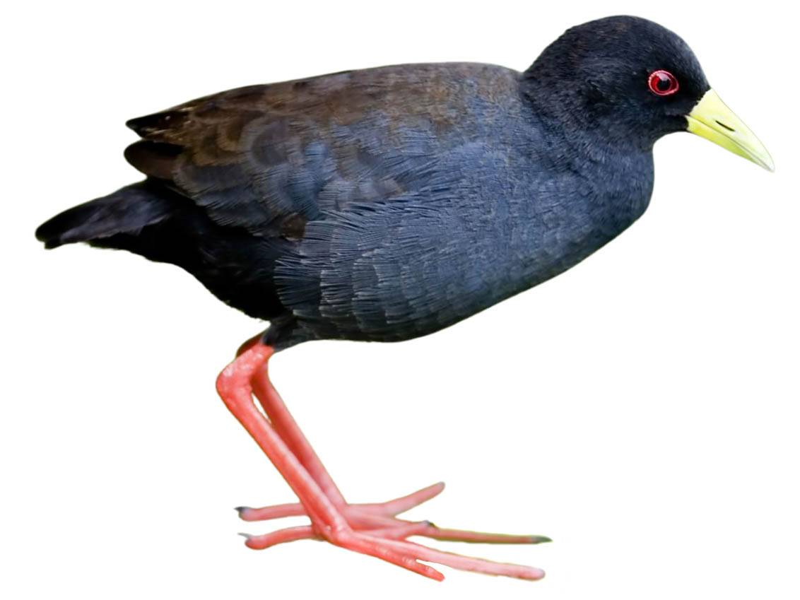 A photo of a Black Crake (Zapornia flavirostra)