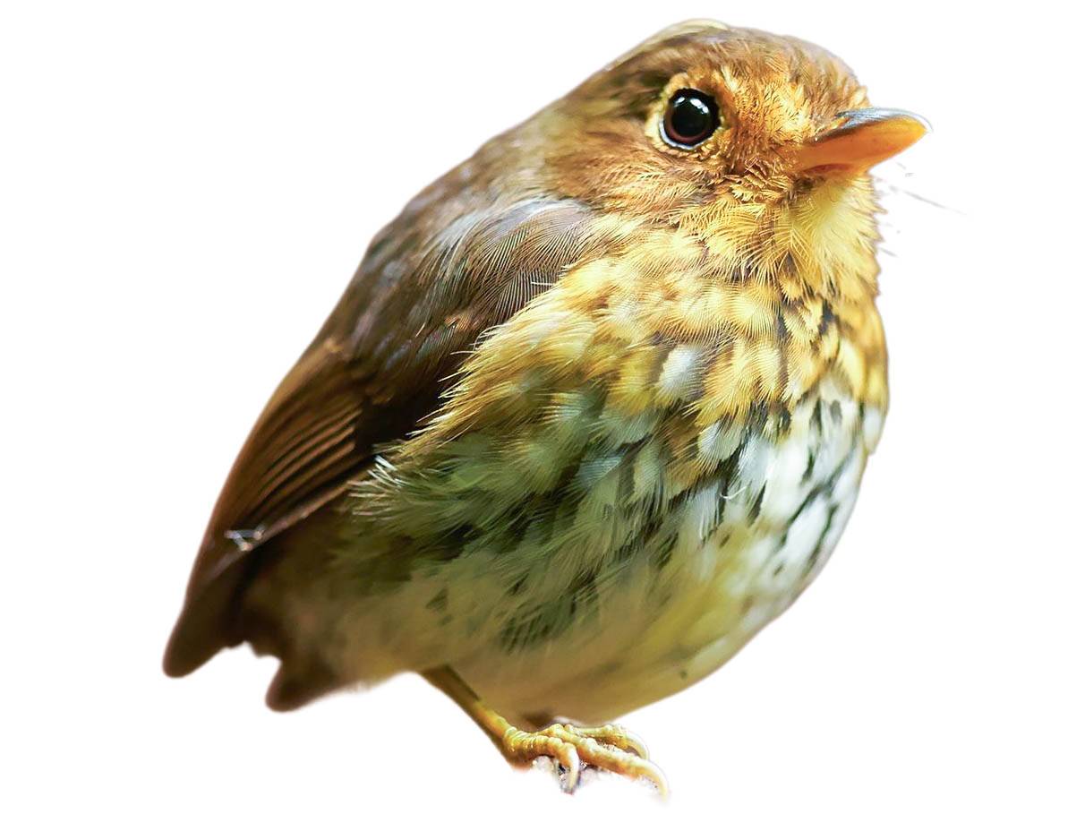 A photo of a Ochre-breasted Antpitta (Grallaricula flavirostris)