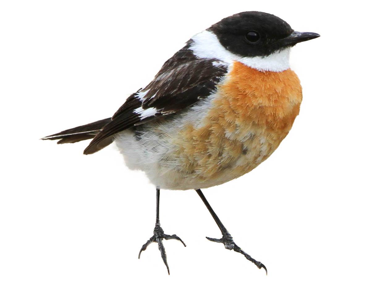 A photo of a White-throated Bush Chat (Saxicola insignis), male