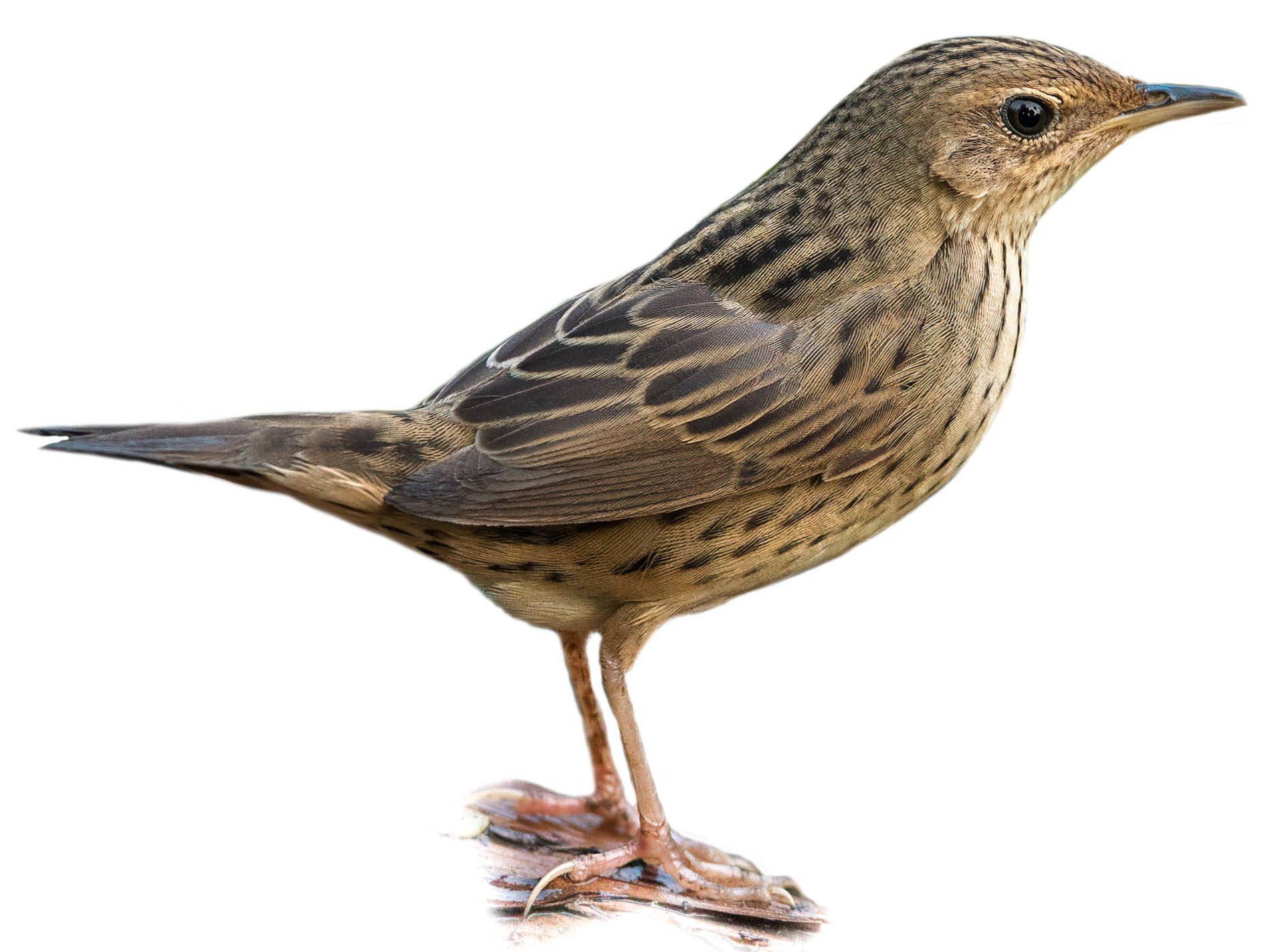 A photo of a Lanceolated Warbler (Locustella lanceolata)