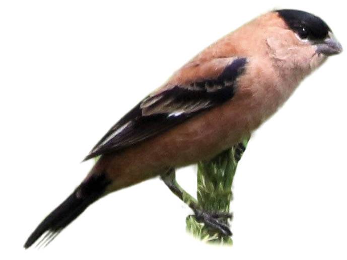 A photo of a Copper Seedeater (Sporophila bouvreuil), male