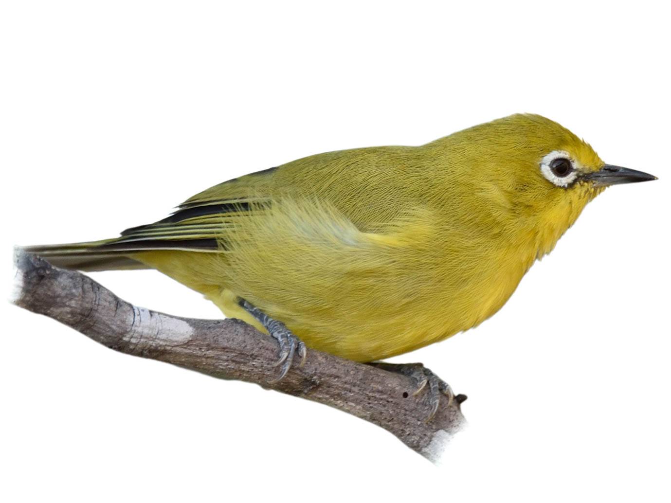 A photo of a Southern Yellow White-eye (Zosterops anderssoni)