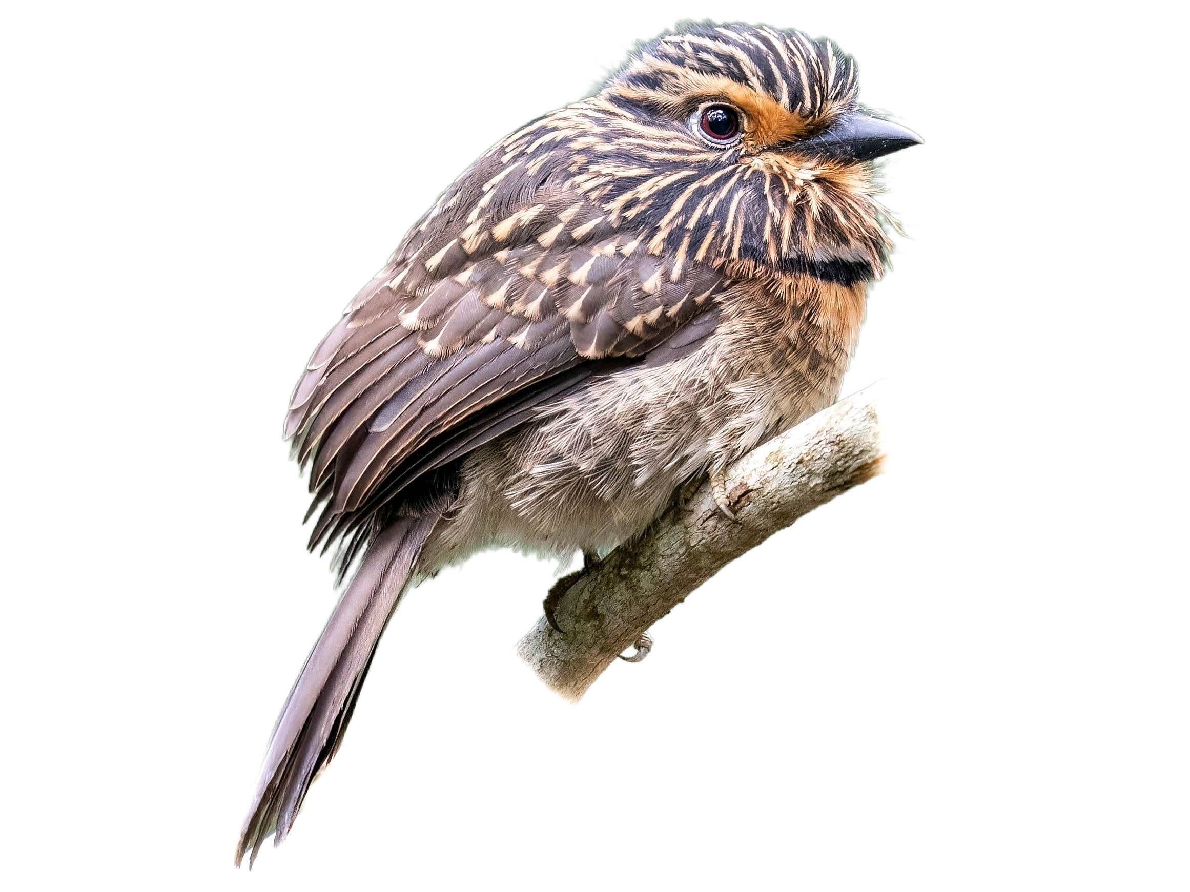 A photo of a Crescent-chested Puffbird (Malacoptila striata)