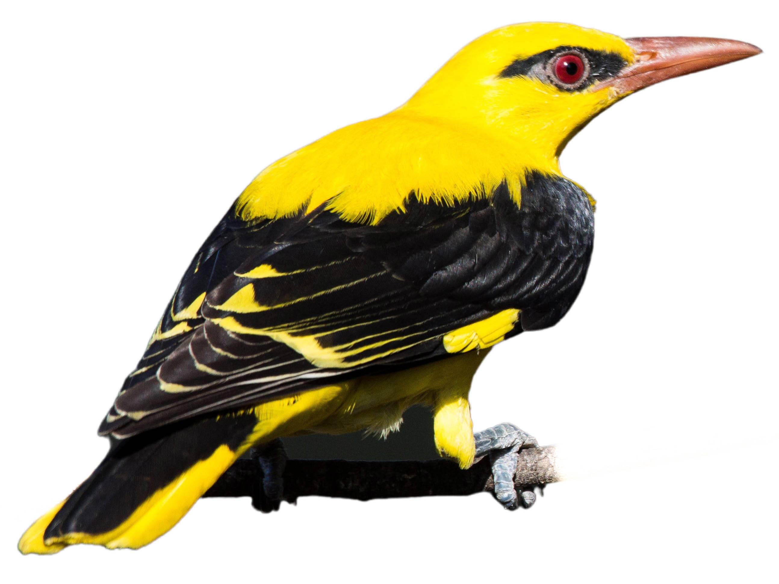 A photo of a Indian Golden Oriole (Oriolus kundoo), male