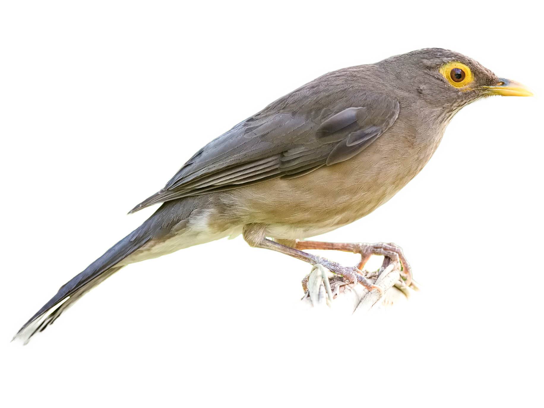 A photo of a Spectacled Thrush (Turdus nudigenis)