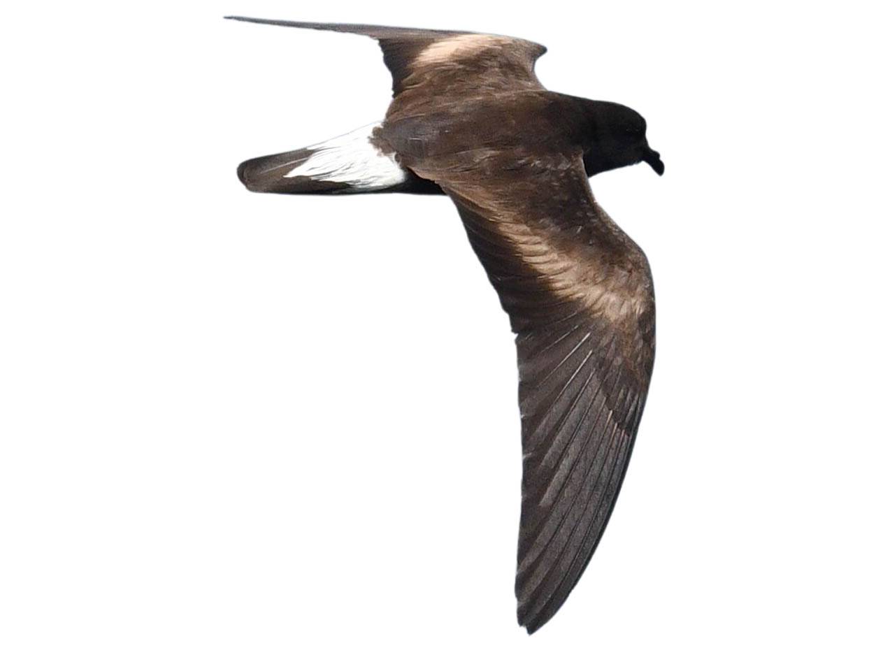 A photo of a Wedge-rumped Storm Petrel (Hydrobates tethys)