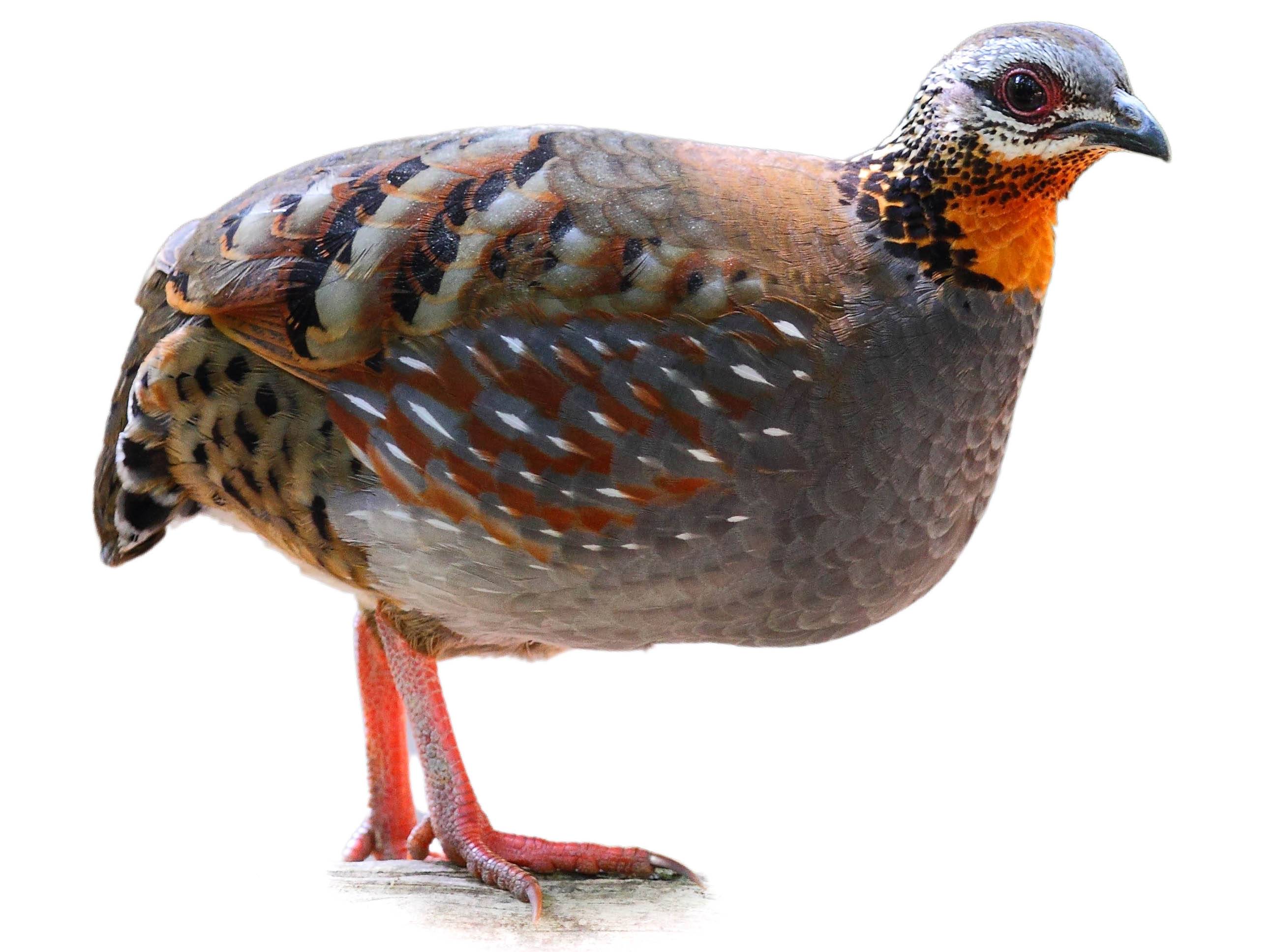 A photo of a Rufous-throated Partridge (Arborophila rufogularis), male