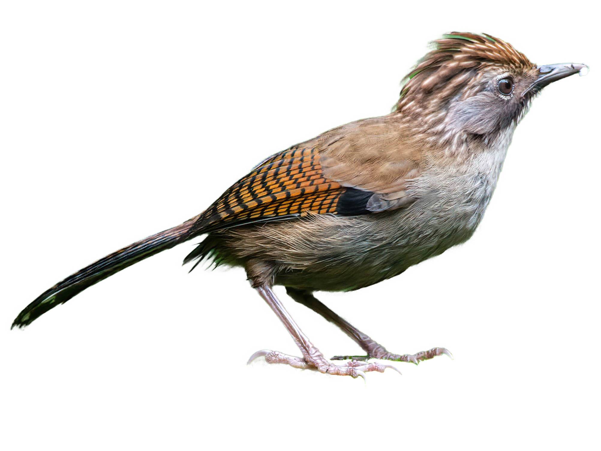 A photo of a Hoary-throated Barwing (Actinodura nipalensis)