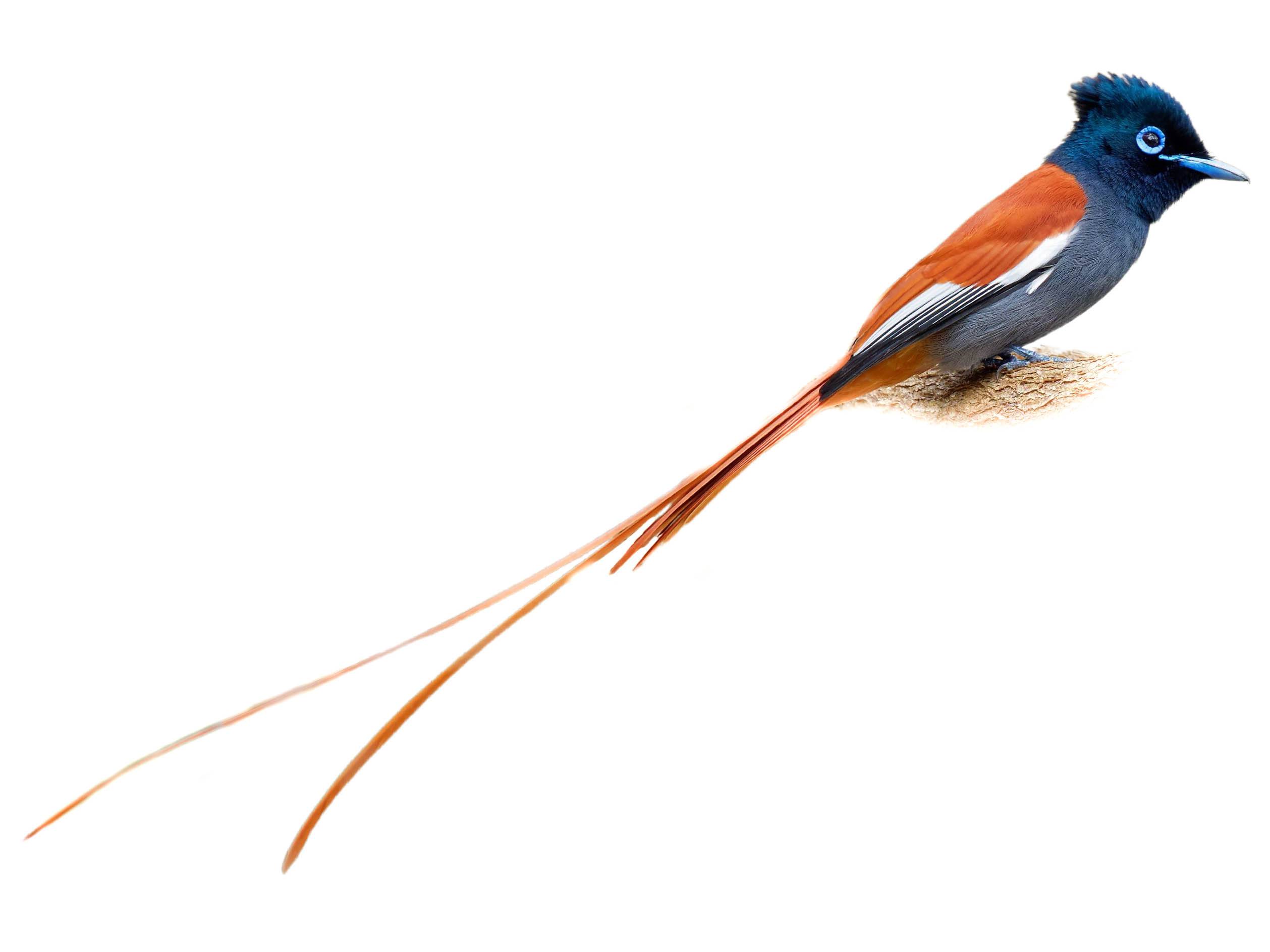 A photo of a African Paradise Flycatcher (Terpsiphone viridis), male