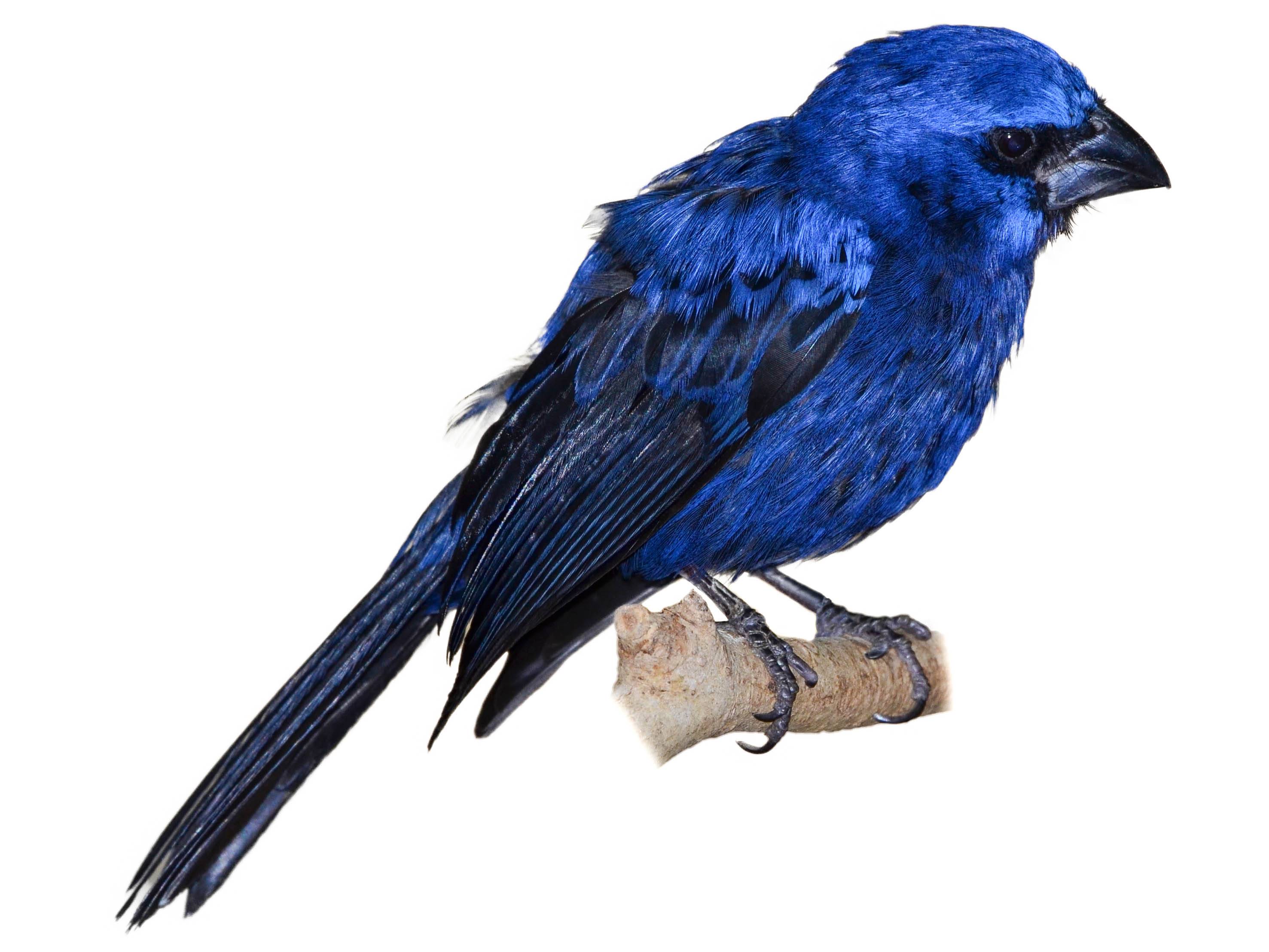 A photo of a Ultramarine Grosbeak (Cyanoloxia brissonii), male