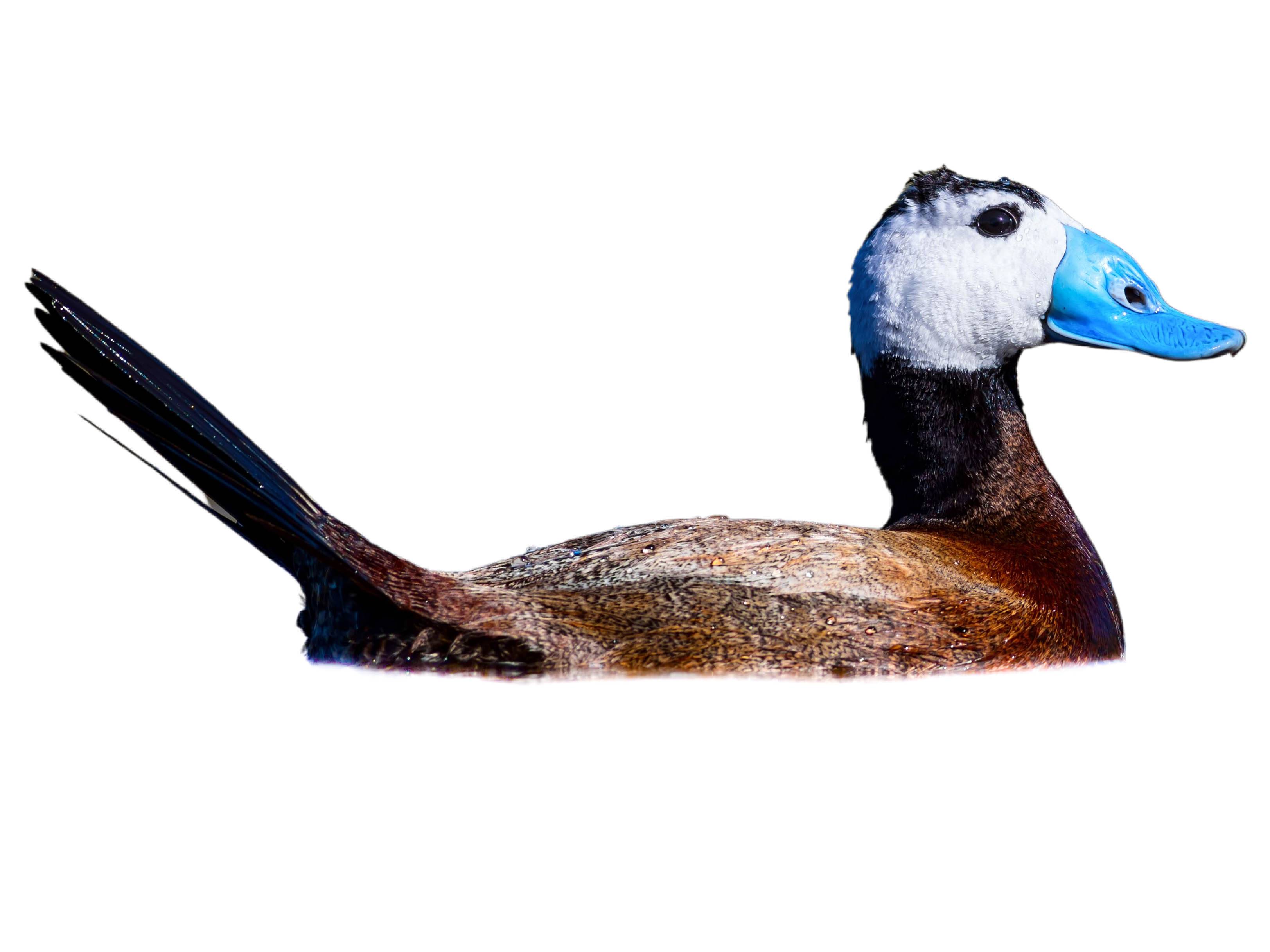 A photo of a White-headed Duck (Oxyura leucocephala), male