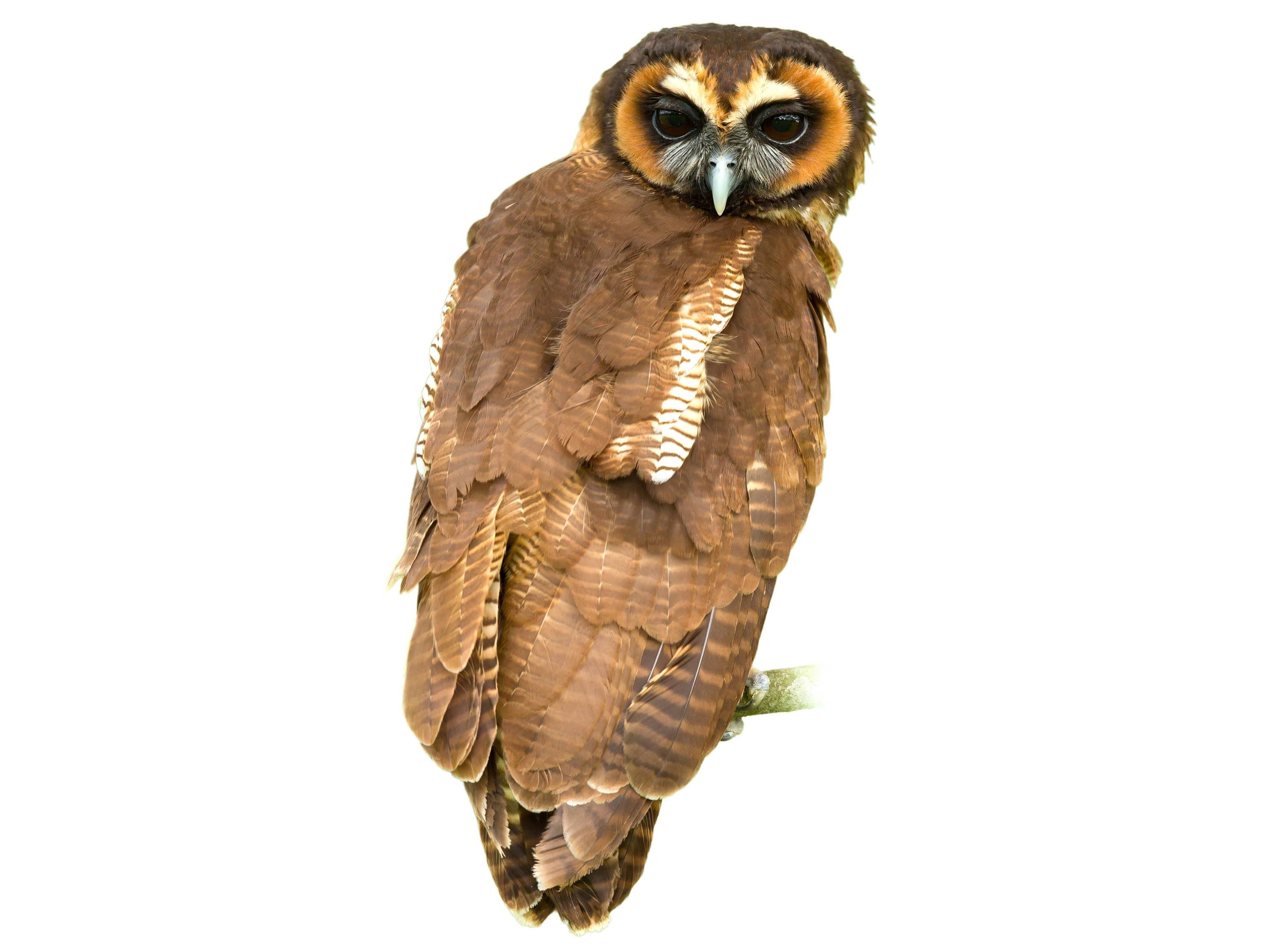 A photo of a Brown Wood Owl (Strix leptogrammica)