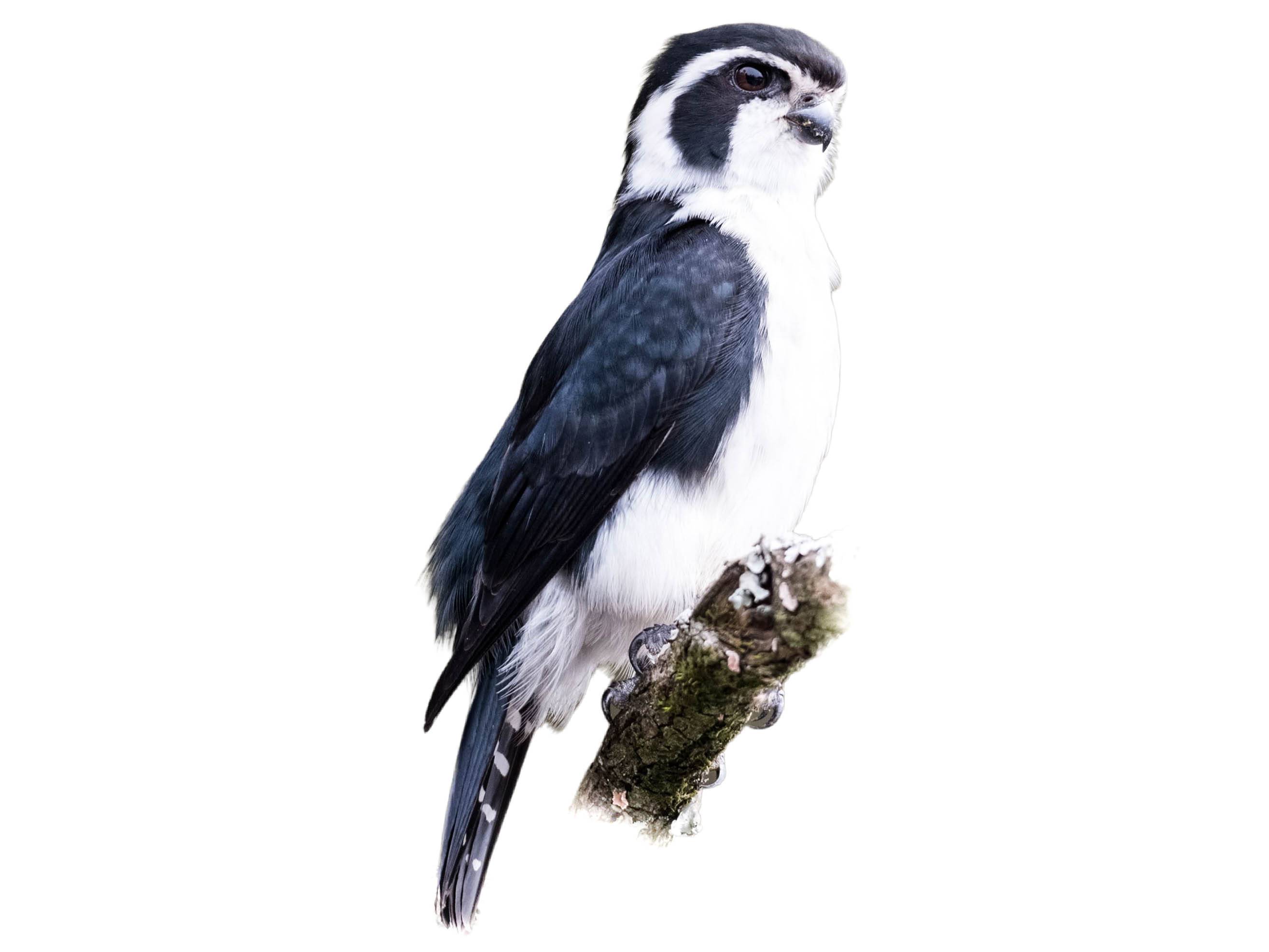 A photo of a Pied Falconet (Microhierax melanoleucos)