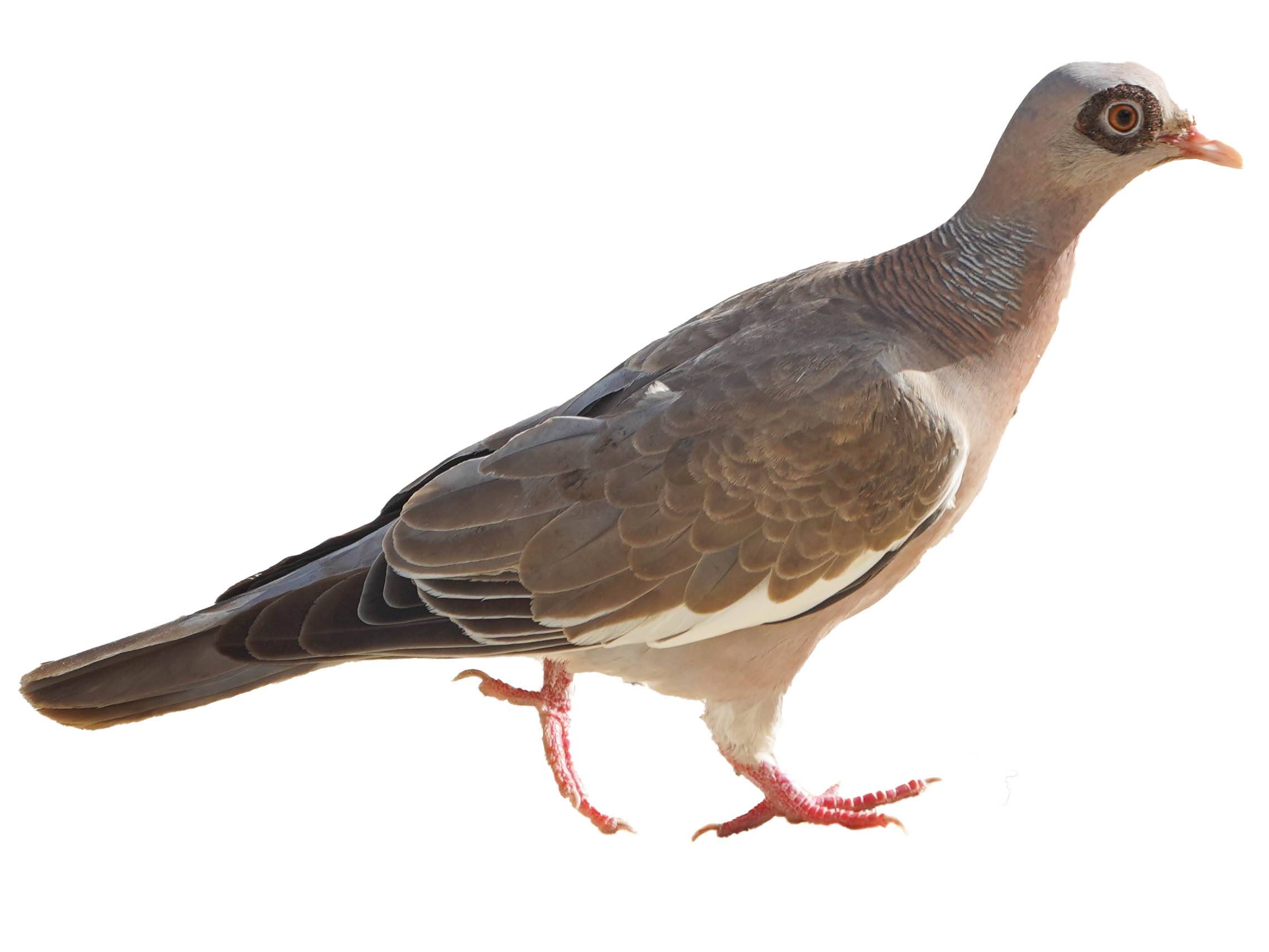 A photo of a Bare-eyed Pigeon (Patagioenas corensis)