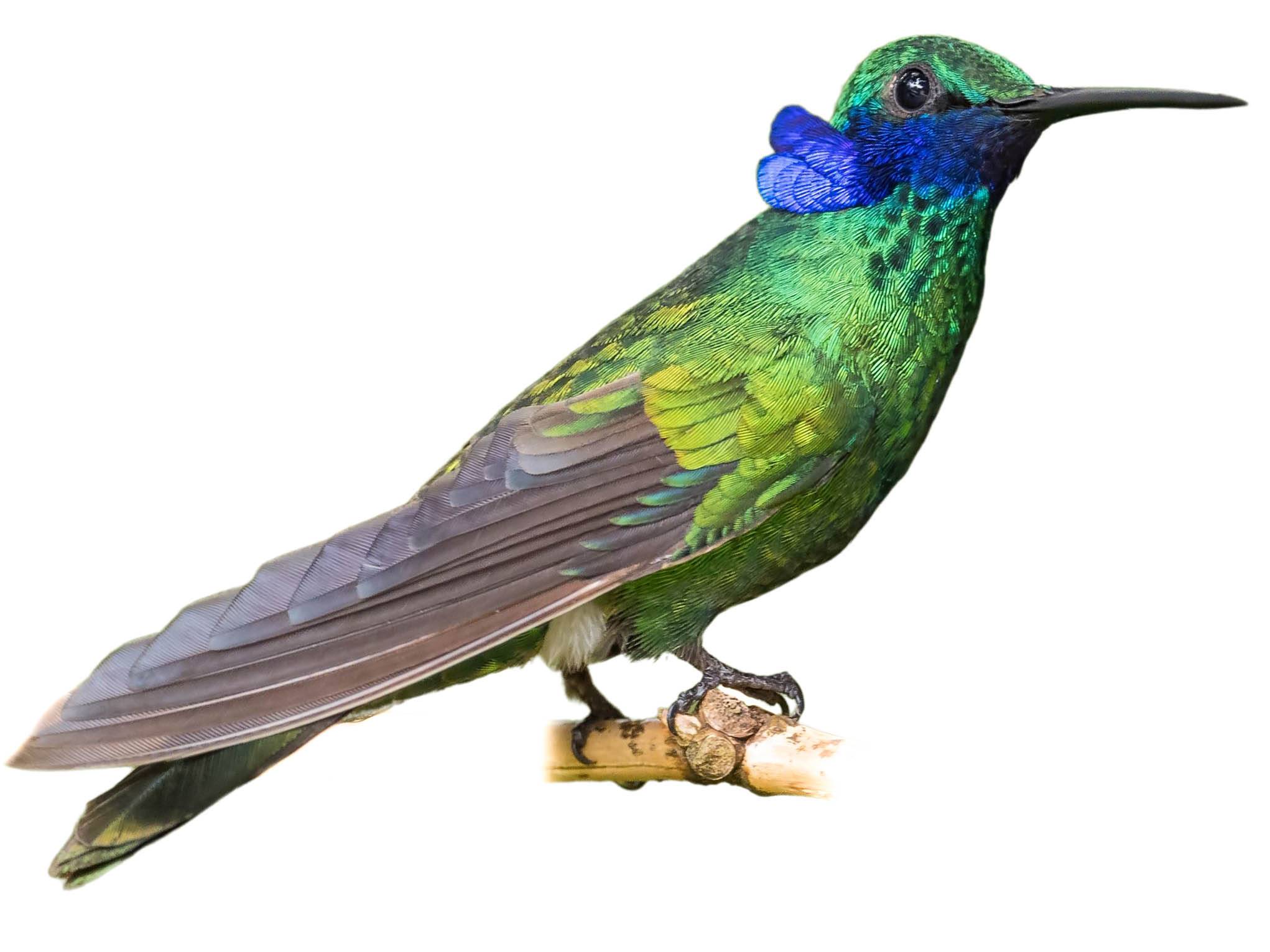 A photo of a Sparkling Violetear (Colibri coruscans)