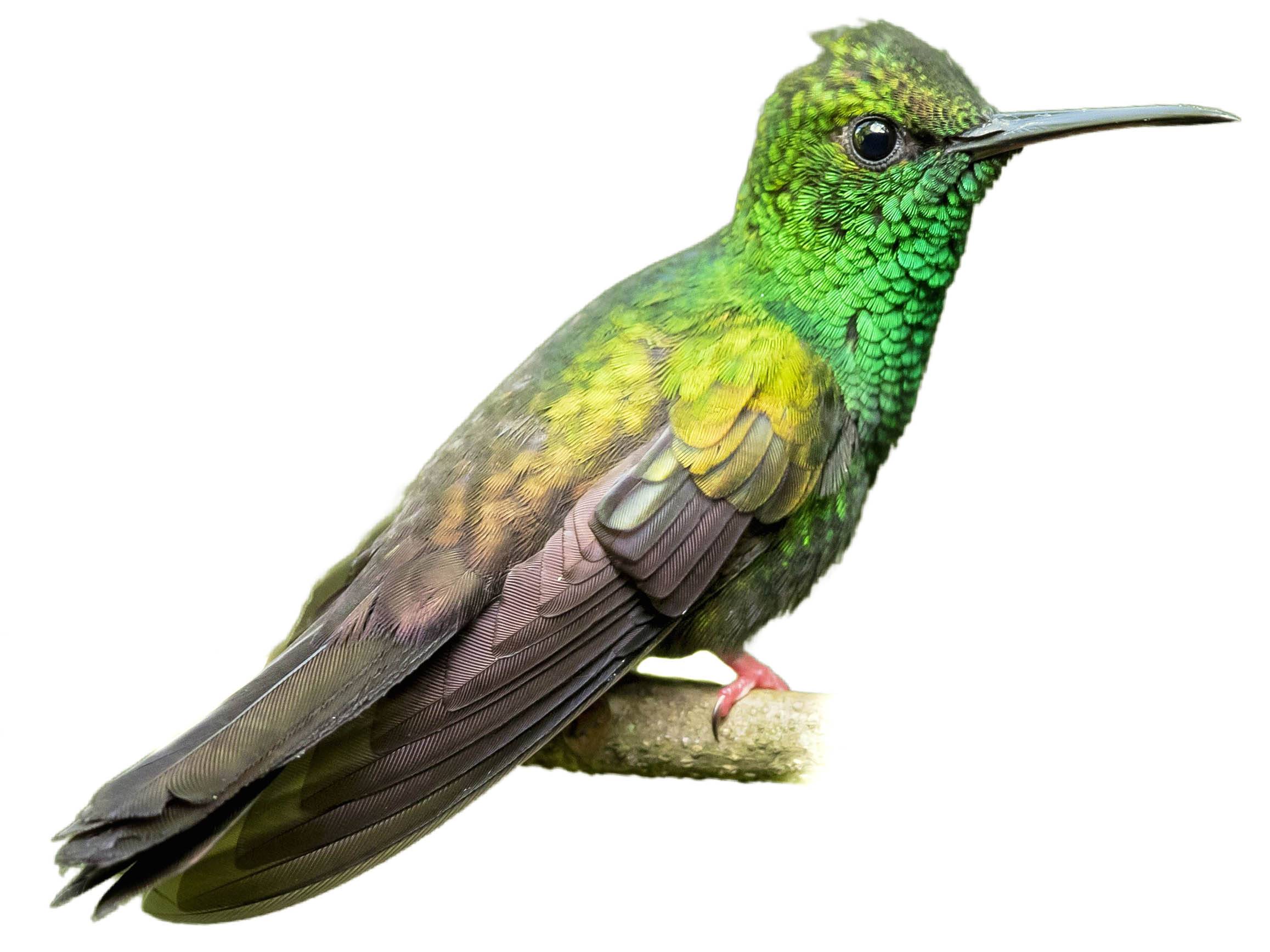 A photo of a Bronze-tailed Plumeleteer (Chalybura urochrysia), male