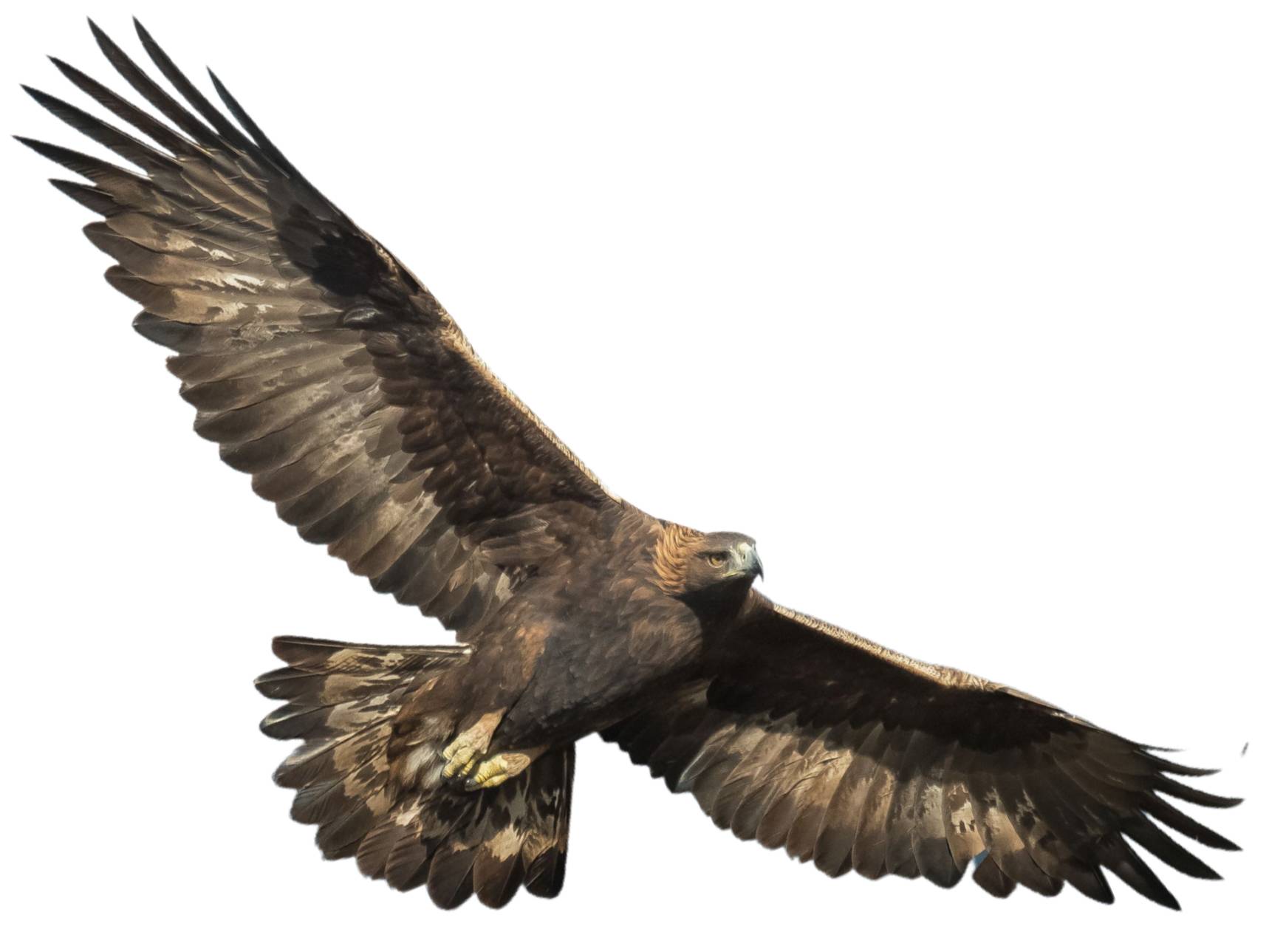 A photo of a Golden Eagle (Aquila chrysaetos)