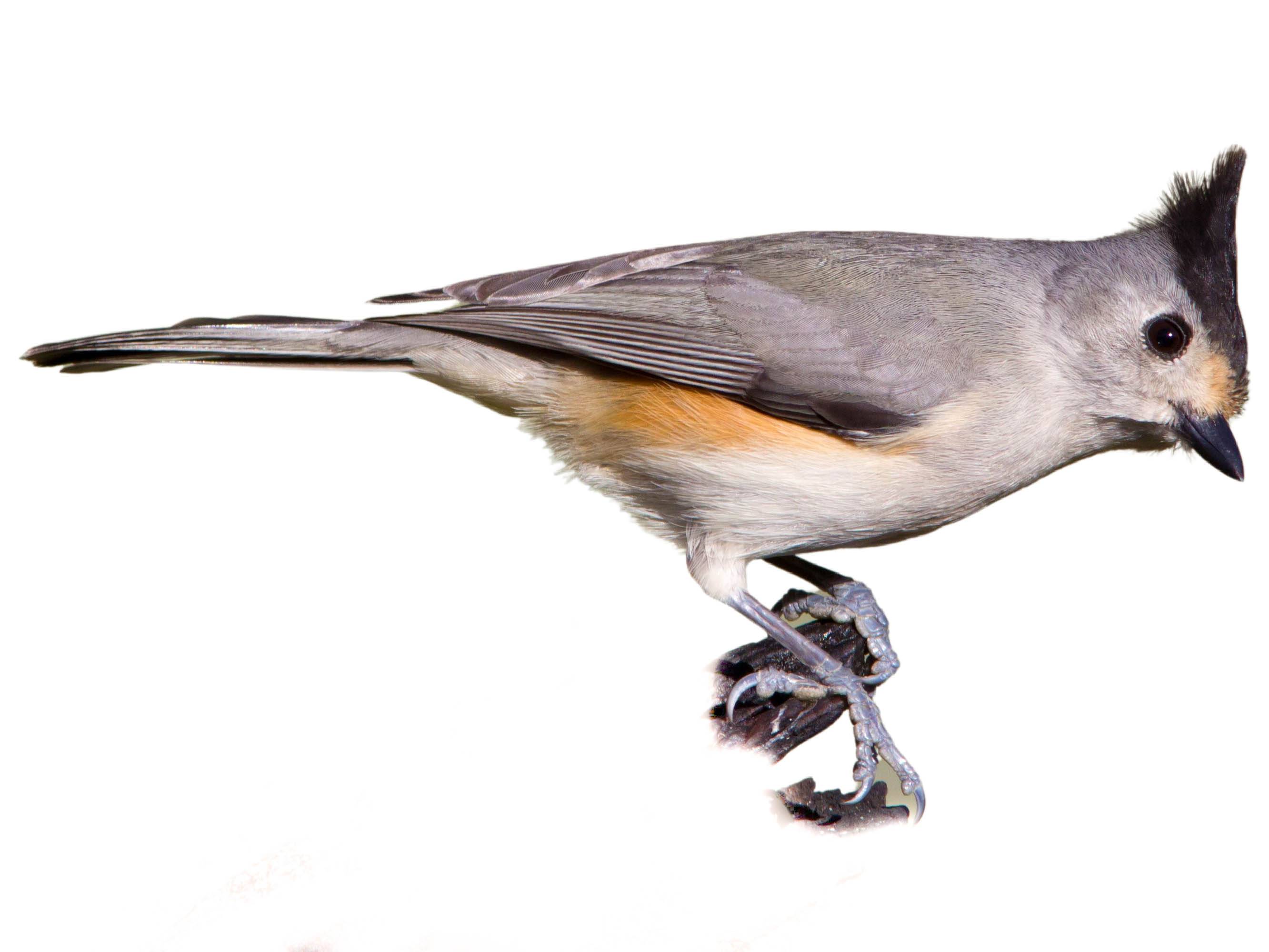 A photo of a Black-crested Titmouse (Baeolophus atricristatus)