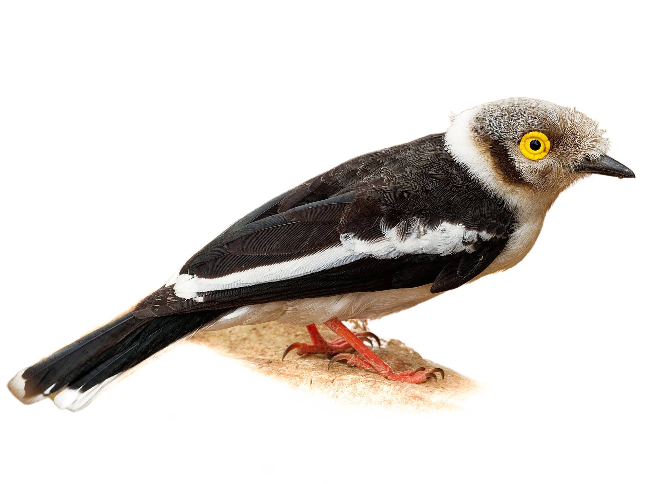 A photo of a White-crested Helmetshrike (Prionops plumatus)