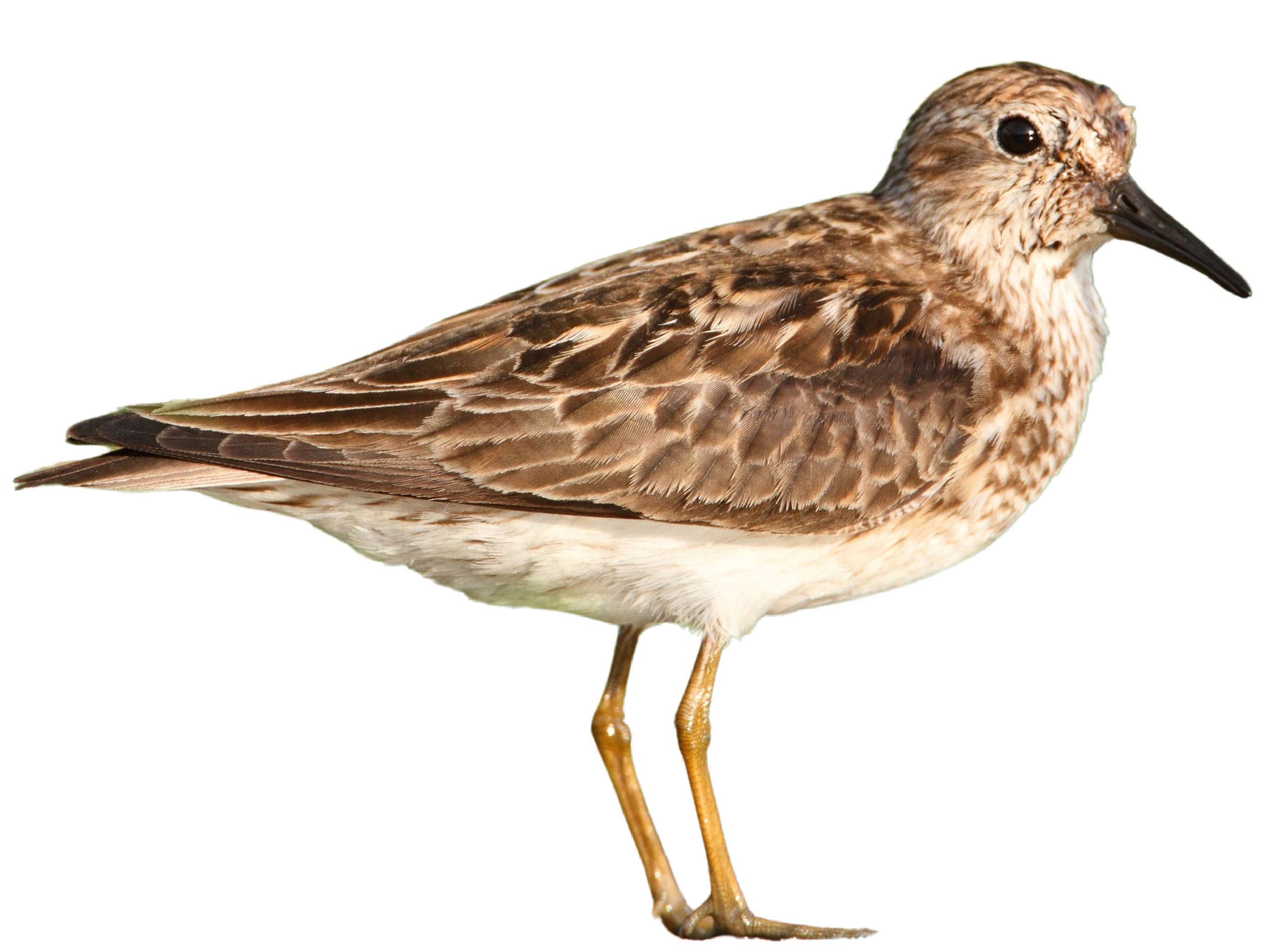 A photo of a Least Sandpiper (Calidris minutilla)