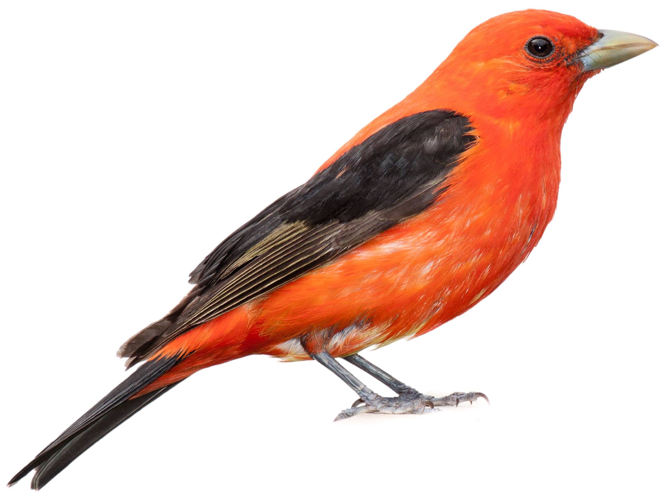 A photo of a Scarlet Tanager (Piranga olivacea), male