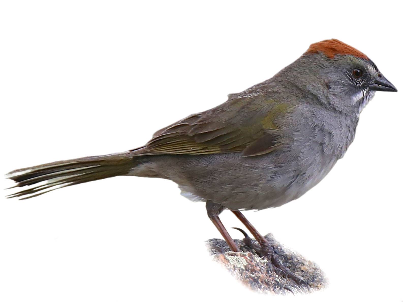 A photo of a Green-tailed Towhee (Pipilo chlorurus)