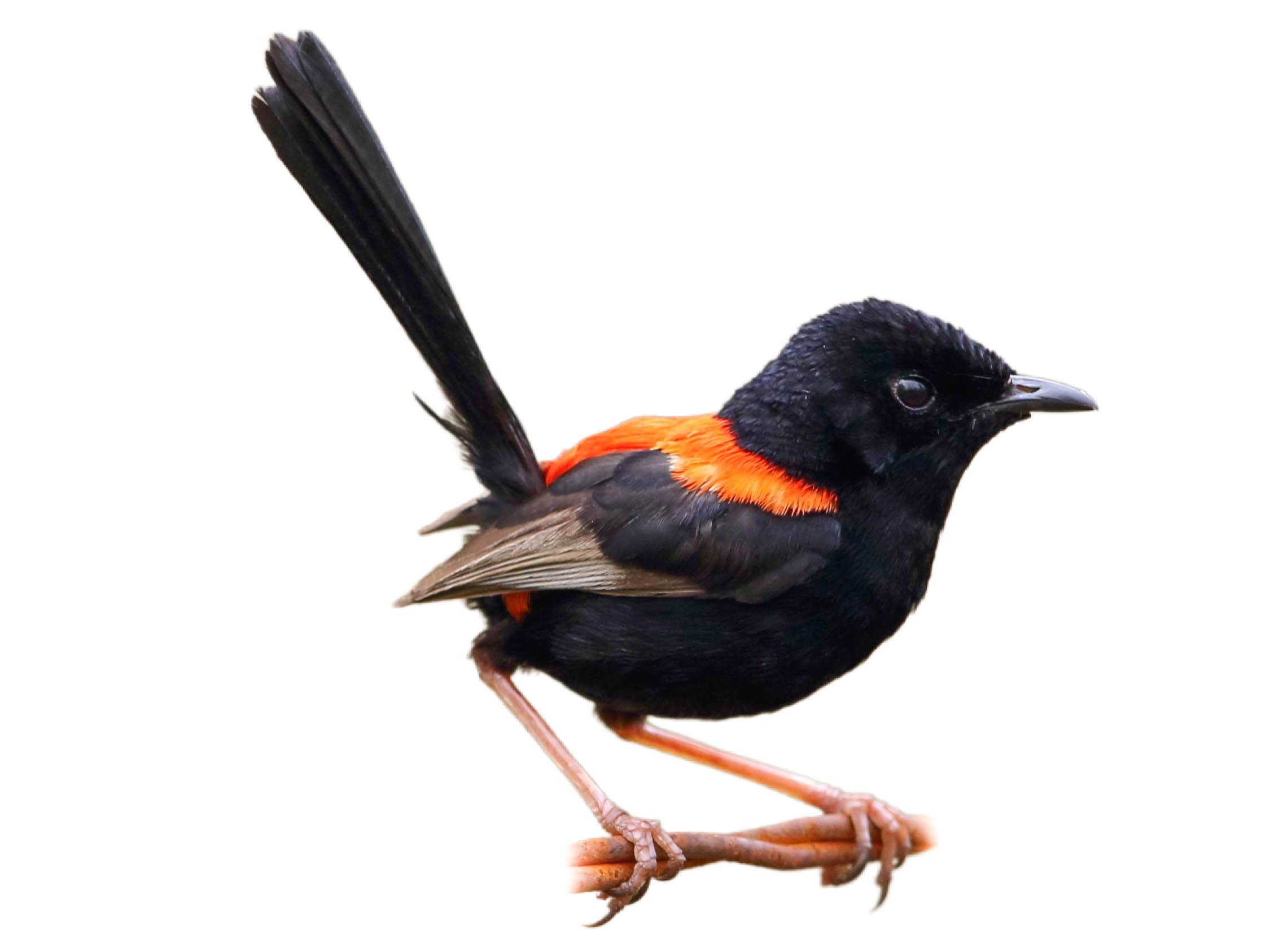 A photo of a Red-backed Fairywren (Malurus melanocephalus), male