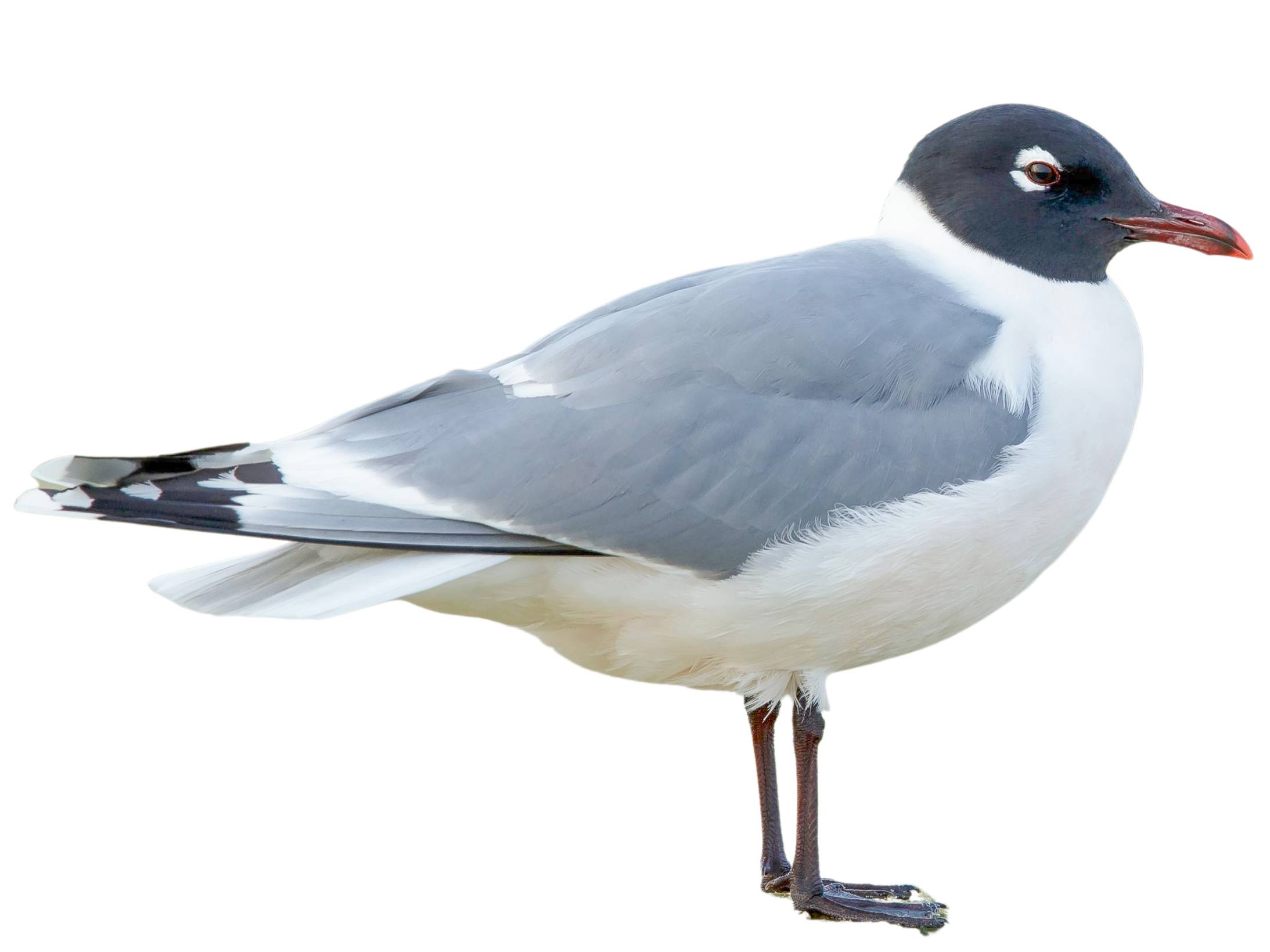 A photo of a Franklin's Gull (Leucophaeus pipixcan)