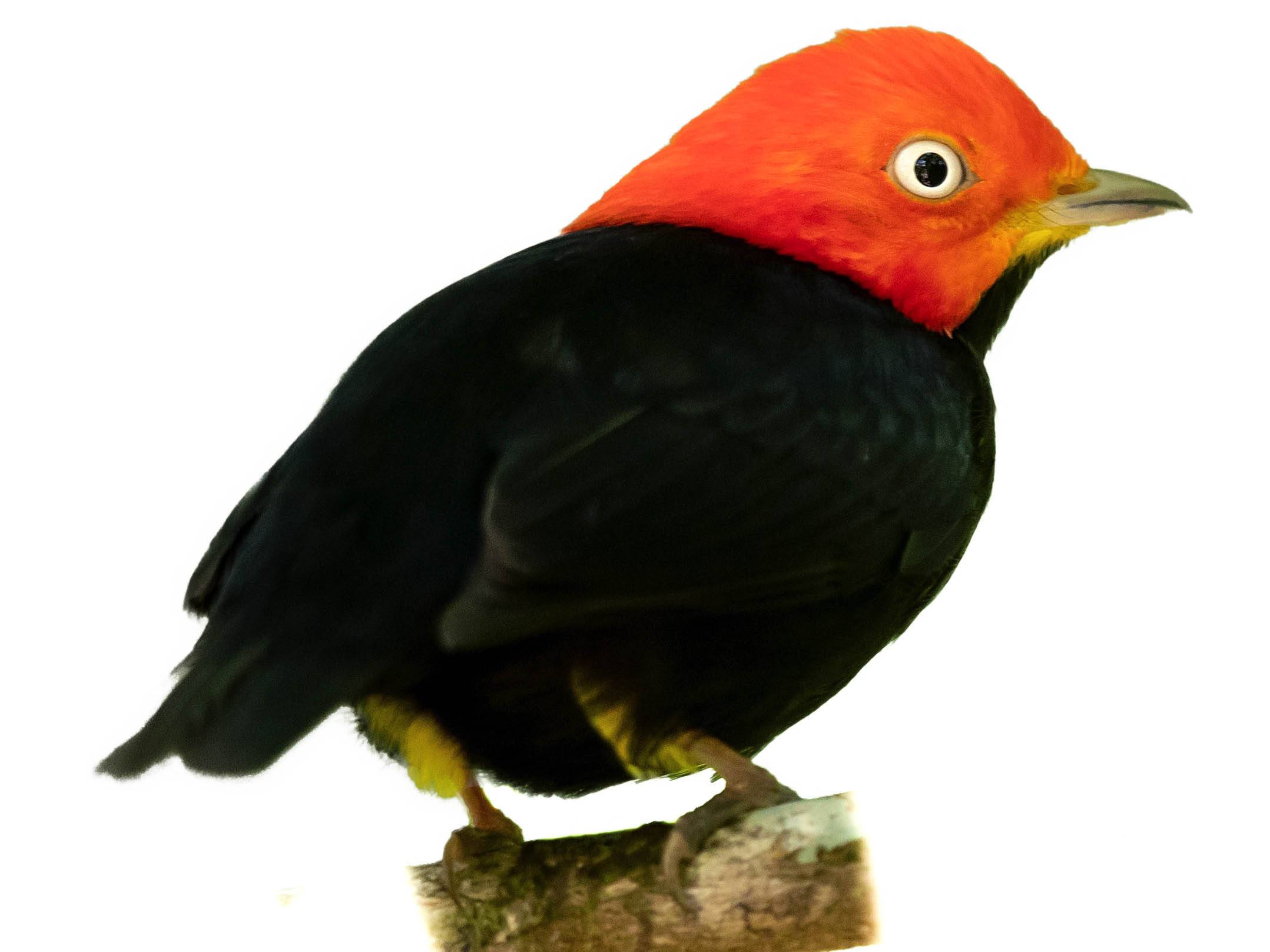 A photo of a Red-headed Manakin (Ceratopipra rubrocapilla), male