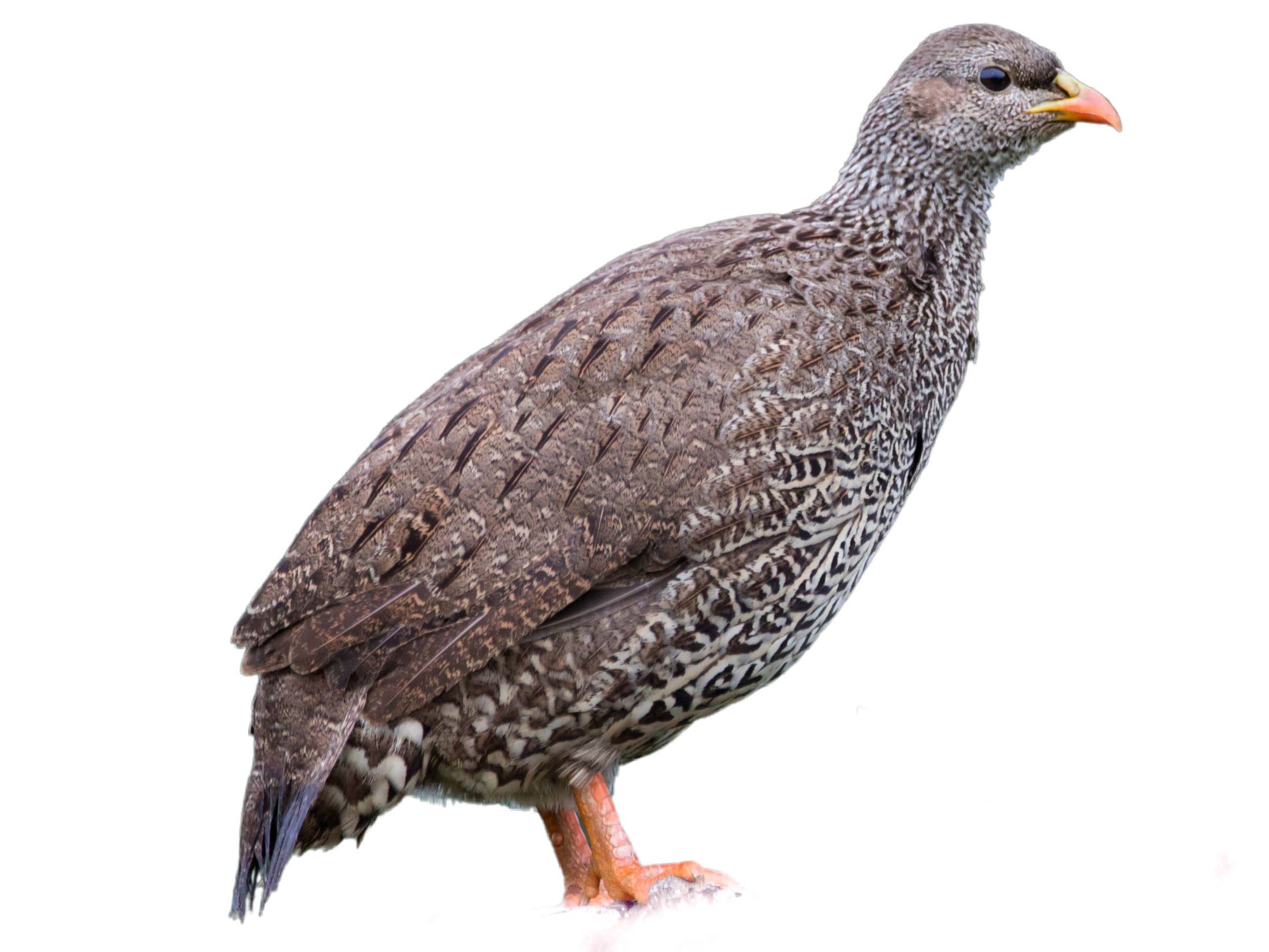 A photo of a Natal Spurfowl (Pternistis natalensis)