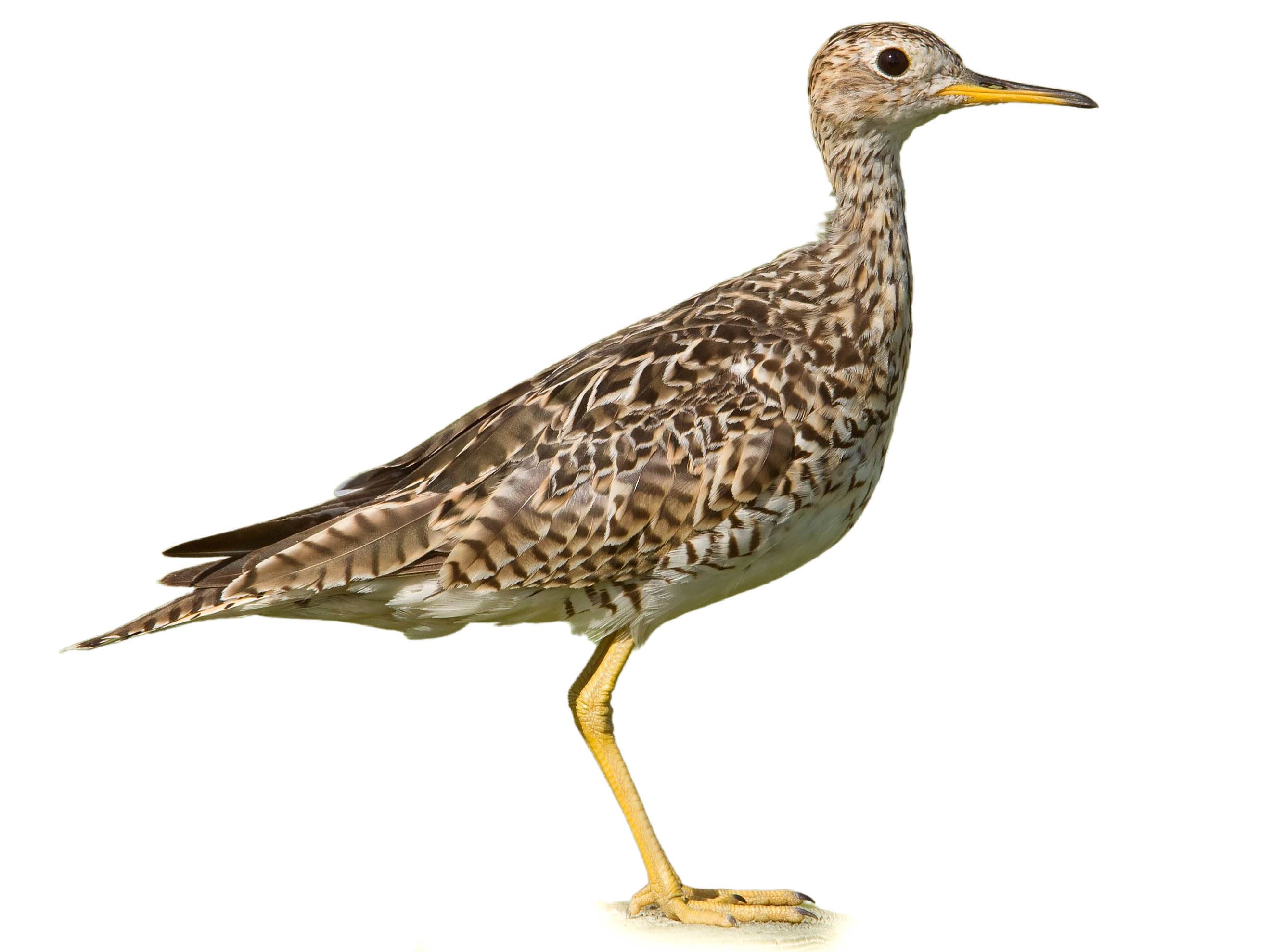 A photo of a Upland Sandpiper (Bartramia longicauda)