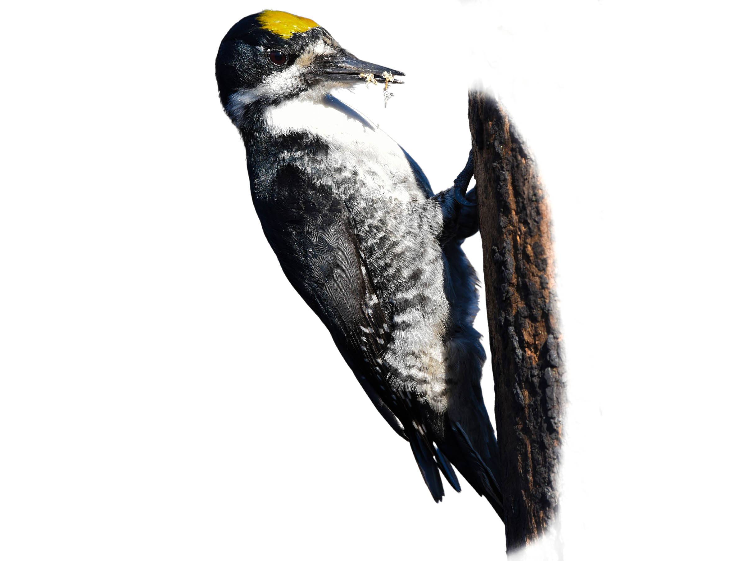 A photo of a Black-backed Woodpecker (Picoides arcticus), male