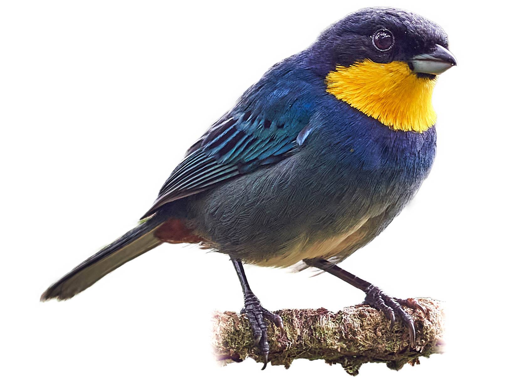 A photo of a Purplish-mantled Tanager (Iridosornis porphyrocephalus)