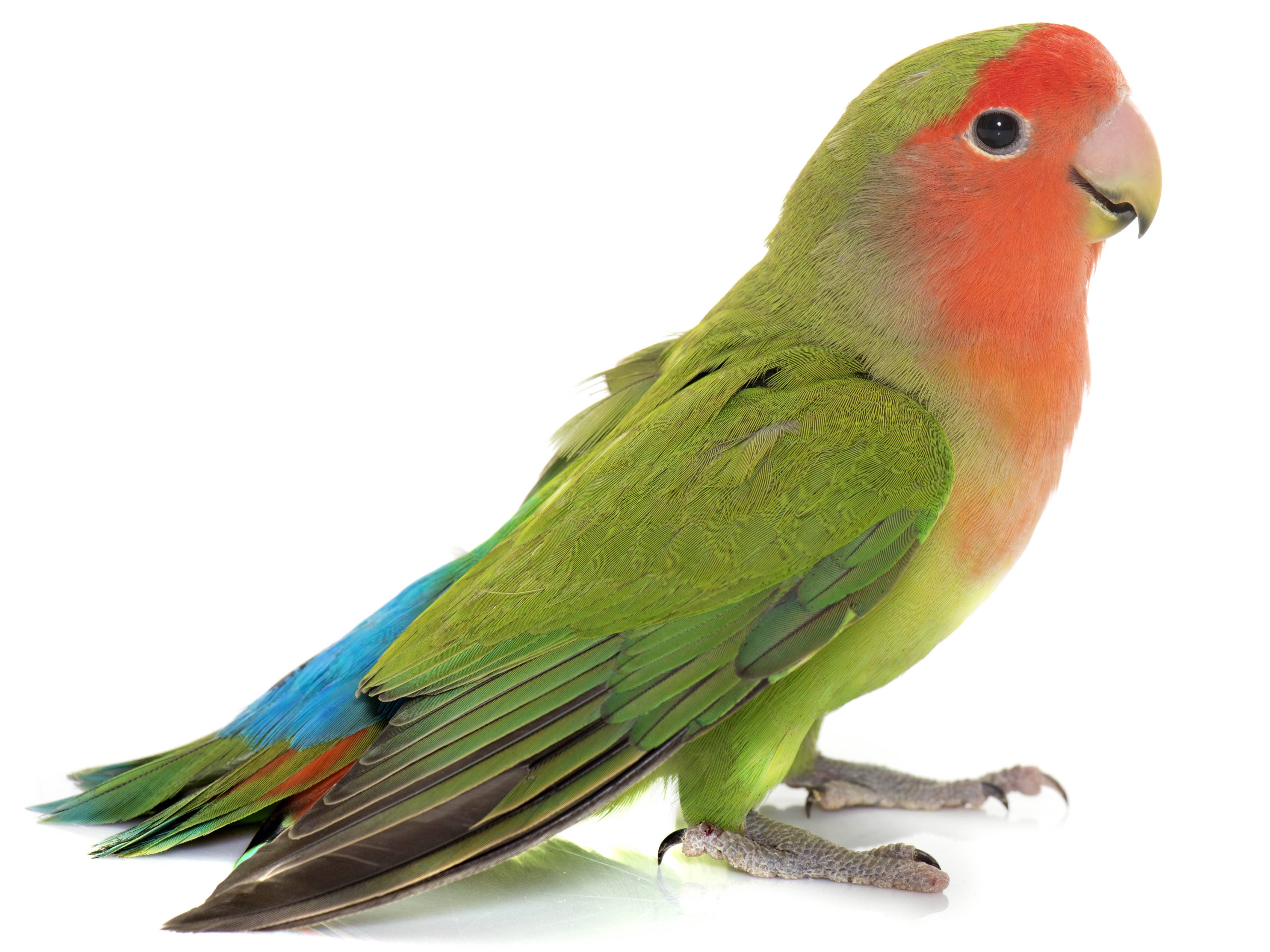 A photo of a Rosy-faced Lovebird (Agapornis roseicollis)