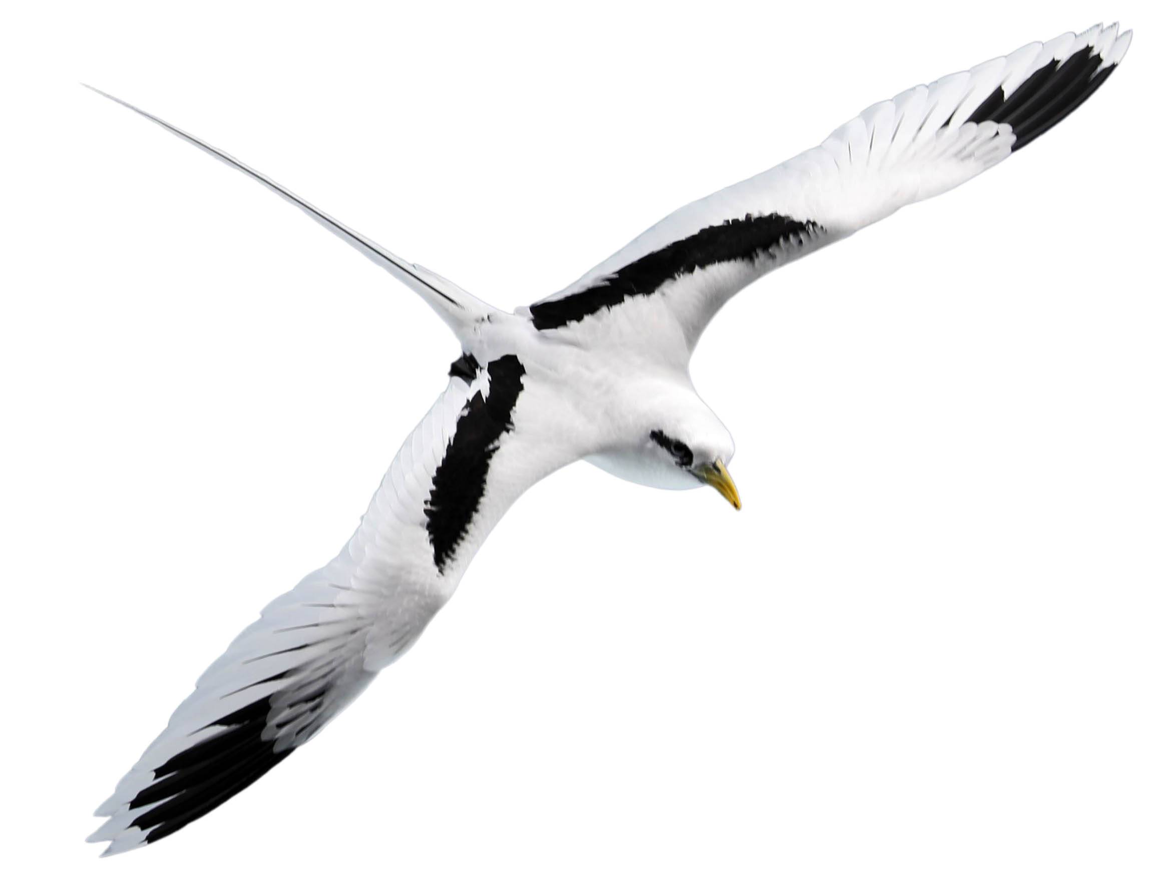 A photo of a White-tailed Tropicbird (Phaethon lepturus)