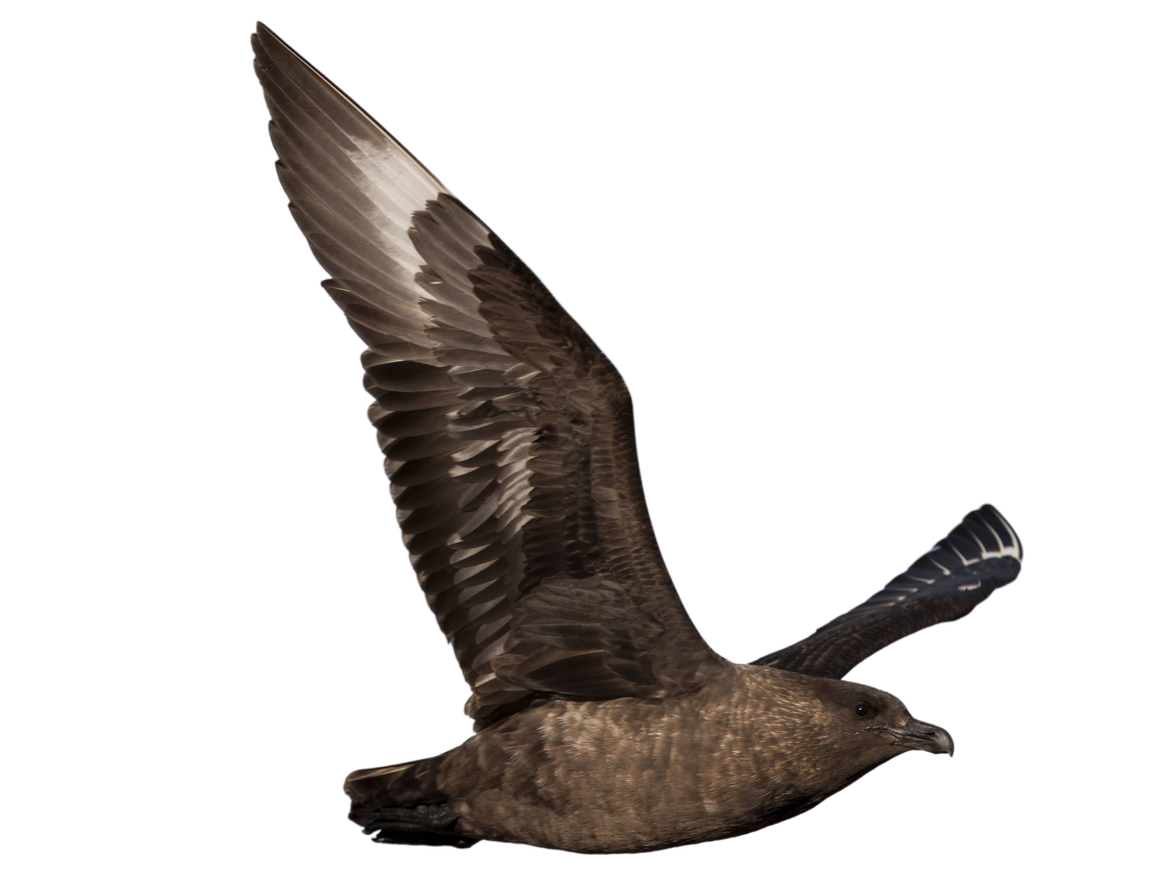 A photo of a Brown Skua (Stercorarius antarcticus)