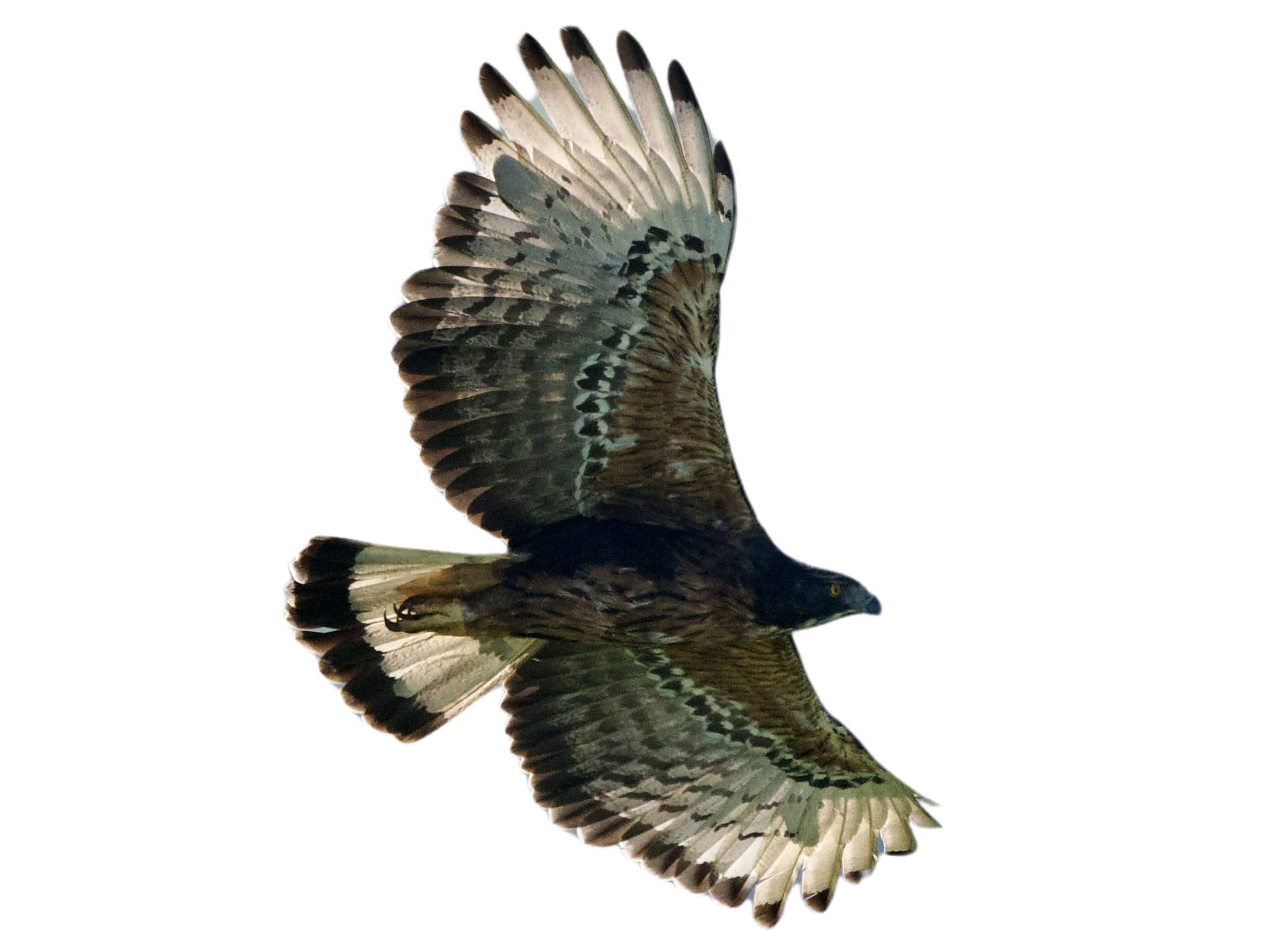 A photo of a Black-and-chestnut Eagle (Spizaetus isidori)